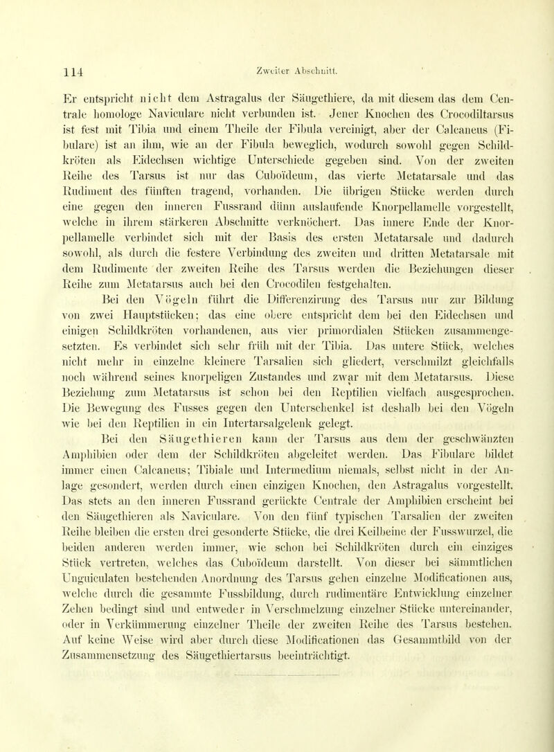 Er entspricht nicht dem Astragalus der Säugethiere, da mit diesem das dem Cen- trale homologe Navicnlare nicht verbunden ist. Jener Knochen des Crocodiltarsus ist fest mit Tibia und einem Theile der Fibula vereinigt, aber der Calcaneus (Fi- bulare) ist an ihm, wie an der Fibula beweglich, wodurch sowohl gegen Schild- kröten als Eidechsen wichtige Unterschiede gegeben sind. Von der zweiten Reihe des Tarsus ist nur das Ciiboi'deum, das vierte Metatarsale und das Rudiment des fünften tragend, vorhanden. Die übrigen Stücke werden durch eine gegen den inneren Fussrand dünn auslaufende Knorpellamelle vorgestellt, welche in ihrem stärkeren Abschnitte verknöchert. Das innere Ende der Knor- pellamelle verbindet sich mit der Basis des ersten Metatarsale und dadurch sowohl, als durch die festere Verbindung des zweiten und dritten Metatarsale mit dem Rudimente der zweiten Reihe des Tarsus werden die Beziehungen dieser Reihe zum Metatarsus auch bei den Crocodilen festgehalten. Bei den Vögeln führt die Differ.enzirung des Tarsus nur zur Bildung von zwei Hauptstücken; das eine obere entspricht dem bei den Eidechsen und einigen Schildkröten vorhandenen, aus vier primordialen Stücken zusammenge- setzten. Es verbindet sich sehr früh mit der Tibia. Das untere Stück, welches nicht mehr in einzelne kleinere Tarsalien sich gliedert, verschmilzt gleichfalls noch während seines knorpeligen Zustandes und zwar mit dem Metatarsus. Diese Beziehung zum Metatarsus ist schon bei den Reptilien vielfach ausgesprochen. Die Bewegung des Fusses gegen den Unterschenkel ist deshalb bei den Vögeln wie bei den Reptilien in ein Intertarsalgelenk gelegt. Bei den Säugethieren kann der Tarsus aus dem der geschwänzten Amphibien oder dem der Schildkröten abgeleitet werden. Das Fibulare bildet immer einen Calcaneus; Tibiale und Intermedium niemals, selbst nicht in der An- lage gesondert, werden durch einen einzigen Knochen, den Astragalus vorgestellt. Das stets an den inneren Fussrand gerückte Centrale der Amphibien erscheint bei den Säugethieren als Navicnlare. Von den fünf typischen Tarsalien der zweiten Reihe bleiben die ersten drei gesonderte Stücke, die drei Keilbeine der Fusswurzel, die beiden anderen werden immer, wie schon bei Schildkröten durch ein einziges Stück vertreten, welches das Cuboideum darstellt. Von dieser bei sämmtlichen Unguiculaten bestehenden Anordnung des Tarsus gehen einzelne Modificationen aus, welche durch die gesammte Fussbildung, durch rudimentäre Entwicklung einzelner Zehen bedingt sind und entweder in Verschmelzung einzelner Stücke untereinander, oder in Verkümmerung einzelner Theile der zweiten Reihe des Tarsus bestehen. Auf keine Weise wird aber durch diese Modificationen das Gesammtbild von der Zusammensetzung des Säugethiertarsus beeinträchtigt.