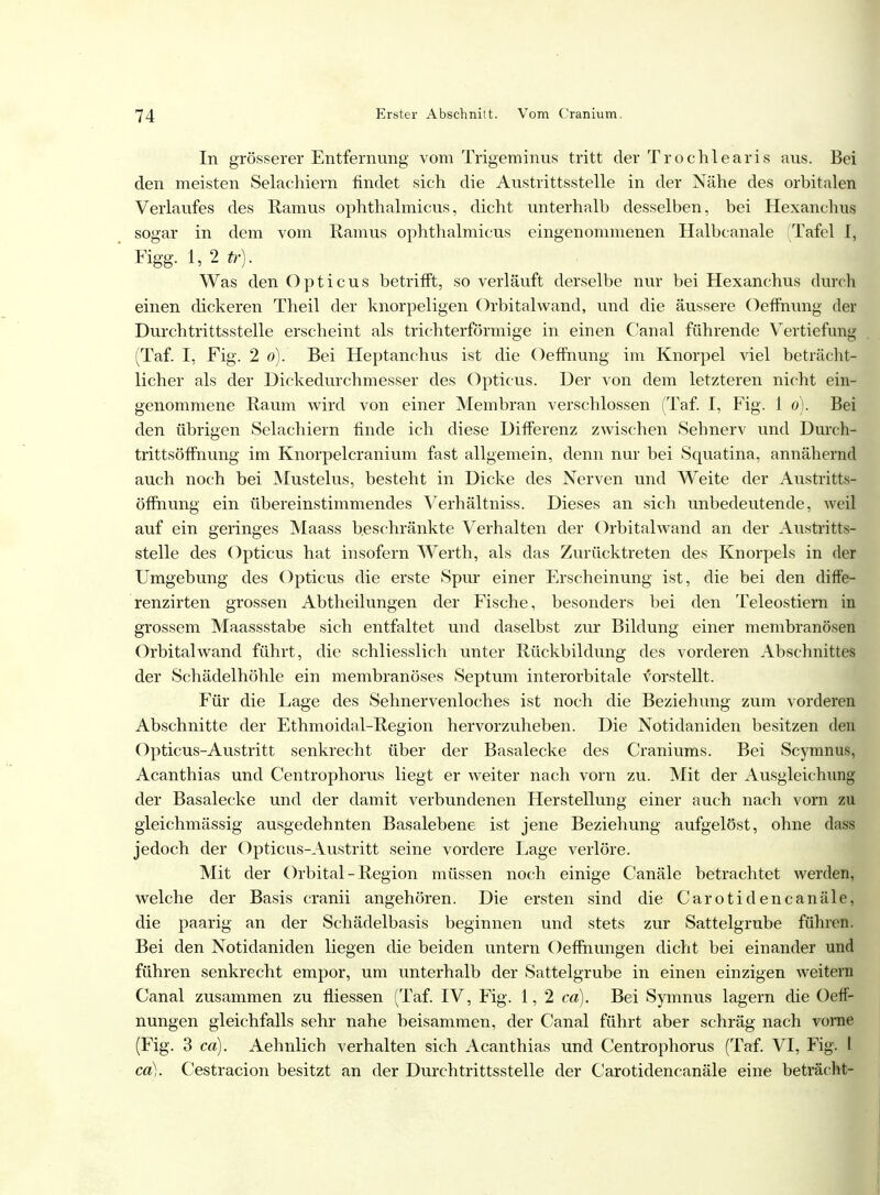 In grösserer Entfernung vom Trigeminus tritt der Trochlearis aus. Bei den meisten Selachiern findet sich die Austrittsstelle in der Nähe des orbitalen Verlaufes des Ramus ophthalmicus, dicht unterhalb desselben, bei Hexanchus sogar in dem vom Ramus ophthalmicus eingenommenen Halbcanale (Tafel I, Figg. 1, 2 tr). Was den Opticus betrifft, so verläuft derselbe nur bei Hexanchus durch einen dickeren Theil der knorpeligen Orbitalwand, und die äussere Oeffnung der Durch trittssteile erscheint als trichterförmige in einen Canal führende Vertiefung (Taf. I, Fig. 2 o). Bei Heptanchus ist die Oeffnung im Knorpel viel beträcht- licher als der Dickedurchmesser des Opticus. Der von dem letzteren nicht ein- genommene Raum wird von einer Membran verschlossen (Taf. I, Fig. 1 o). Bei den übrigen Selachiern finde ich diese Differenz zwischen Sehnerv und Durch- trittsöffnung im Knorpelcranium fast allgemein, denn nur bei Squatina, annähernd auch noch bei Mustelus, besteht in Dicke des Nerven und Weite der Austritts- öffnung ein übereinstimmendes Verhältniss. Dieses an sich unbedeutende, weil auf ein geringes Maass beschränkte Verhalten der Orbitalwand an der Austritts- stelle des Opticus hat insofern Werth, als das Zurücktreten des Knorpels in der Umgebung des Opticus die erste Spur einer Erscheinung ist, die bei den diffe- renzirten grossen Abtheilungen der Fische, besonders bei den Teleostiern in grossem Maassstabe sich entfaltet und daselbst zur Bildung einer membranösen Orbital wand führt, die schliesslich unter Rückbildung des vorderen Abschnittes der Schädelhöhle ein membranöses Septum interorbitale vorstellt. Für die Lage des Sehnervenloches ist noch die Beziehung zum vorderen Abschnitte der Ethmoidal-Region hervorzuheben. Die Notidaniden besitzen den Opticus-Austritt senkrecht über der Basalecke des Craniums. Bei Scymnus, Acanthias und Centrophorus liegt er weiter nach vorn zu. Mit der Ausgleichung der Basalecke und der damit verbundenen Herstellung einer auch nach vorn zu gleichmässig ausgedehnten Basalebene ist jene Beziehung aufgelöst, ohne dass jedoch der Opticus-Austritt seine vordere Lage verlöre. Mit der Orbital - Region müssen noch einige Canäle betrachtet werden, welche der Basis cranii angehören. Die ersten sind die Carotidencanäle, die paarig an der Schädelbasis beginnen und stets zur Sattelgrube führen. Bei den Notidaniden liegen die beiden untern Oeffhungen dicht bei einander und führen senkrecht empor, um unterhalb der Sattelgrube in einen einzigen weitern Canal zusammen zu fliessen (Taf. IV, Fig. 1, 2 cd). Bei Symnus lagern die Oeff- nungen gleichfalls sehr nahe beisammen, der Canal führt aber schräg nach vorne (Fig. 3 ca). Aehnlich verhalten sich Acanthias und Centrophorus (Taf. VI, Fig. t ca). Cestracion besitzt an der Durchtrittsstelle der Carotidencanäle eine beträcht-