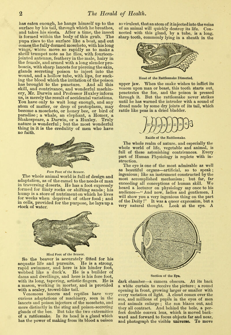 has eaten enougla, he hangs himself up to the surface by his tail, through which he breathes, and takes his siesta. After a time, the insect is formed within the body of this grub. The pupa rises to the surface like a boat, and out comes the fully-formed moscheto, with his long wings, whici' move so rapidly as to make a shrill trumpet note as he flies, with fourteen- jointed antennae, feathery in the male, hairy in the female, and armed with a long slender pro- boscis, with sharp lancets for piercing the skin, glands secreting poison to inject into the wound, and a hollow tube, with lips, for suck- ing the blood which the irritation of the poison has brought to the puncture. And all this skill, and contrivance, and wonderful machin- ery, Mr. Darwin and Professor Huxley inform us, is merely the result of accidental variations. You have only to wait long enough, and any atom of matter, or drop of protoplasm, may become a moscheto, or honey bee, or bird of paradise; a whale, an elephant, a Homer, a Shakespeare, a Darwin, or a Huxley. Truly nature is wonderful; but the most wonderful thing in it is the credulity of men who have no faith. Fore Foot of the Beaver. The whole animal world is full of design and adaptation, as of the camel to the needs of man in traversing deserts. He has a foot expressly formed for flinty rocks or shifting sands; his hump is a store of nutriment on which he lives for weeks when deprived of other food ; and in cells, provided for the purpose, he lays up a ptock of water. Hind Foot of the Beaver. So the beaver is accurately fitted for his acquatic life and pursuits. He is a strong, rapid swimmer, and here is his hinder foot, webbed like a duck's. He is a builder of dams and dwellings, and here is his fore foot, with its long, tapering, artistic fingers. He is a mason, working in mortar, and is provided with a scaley, trowel-like tail. Venomous insects and reptiles have very curious adaptations of machinery, seen in the lancets and poison injectors of the moscheto, and more distinctly in the sting and poison-secreting glands of the bee. But take the two extremities of a rattlesnake. In its head is a gland which has the power of making from its blood a noison so virulent, that an atom of it injected into the veins of an animal will quickly destroy its life. Con- nected with this gland, by a tube, is a long, sharp tooth, commonly lying in a sheath in the Head of the Rattlesnake Dissected. upper jaw. When the snake wishes to inflict its venom upon man or beast, this tooth starts out, peoetrates the foe, and the poison is pressed through it. But the rattlesnake never strikes until he has warned the intruder with a sound of dread made by some dry joints of its tail, which rattle like peas in a dried bladder. E.attle of the Rattlesnake. The whole realm of nature, and especially the whole world of life, vegetable and animal, is full of these astonishing contrivances. Every part of Human Physiology is replete with in- struction. The eye is one of the most admirable as well as beautiful organs—artificial, so to speak; ingenious; like an instrument constructed by the most accomplished mechanism; but far, far exceeding all conceptions of human skill. We heard a lecturer on physiology say once to his audience—And now, ladies and gentlemen, I will show you a very ingenious thing on the part of the Deity! It was a queer expression, but a very natural thought. Look at the eye. A Section of the Eye. dark chamber—a camera obscura. At its back a white curtain to receive the picture; a round opening in front, growing larger or smaller with every variation of light. A cloud comes over the sun, and millions of pupils in the eyes of men and animals enlarge ; the sun blazes out, and tliey all contract. And behind the hole, a per- fect double convex lens, which is moved back- ward and forward to focus objects far and near, and photograph the visible universe. To move
