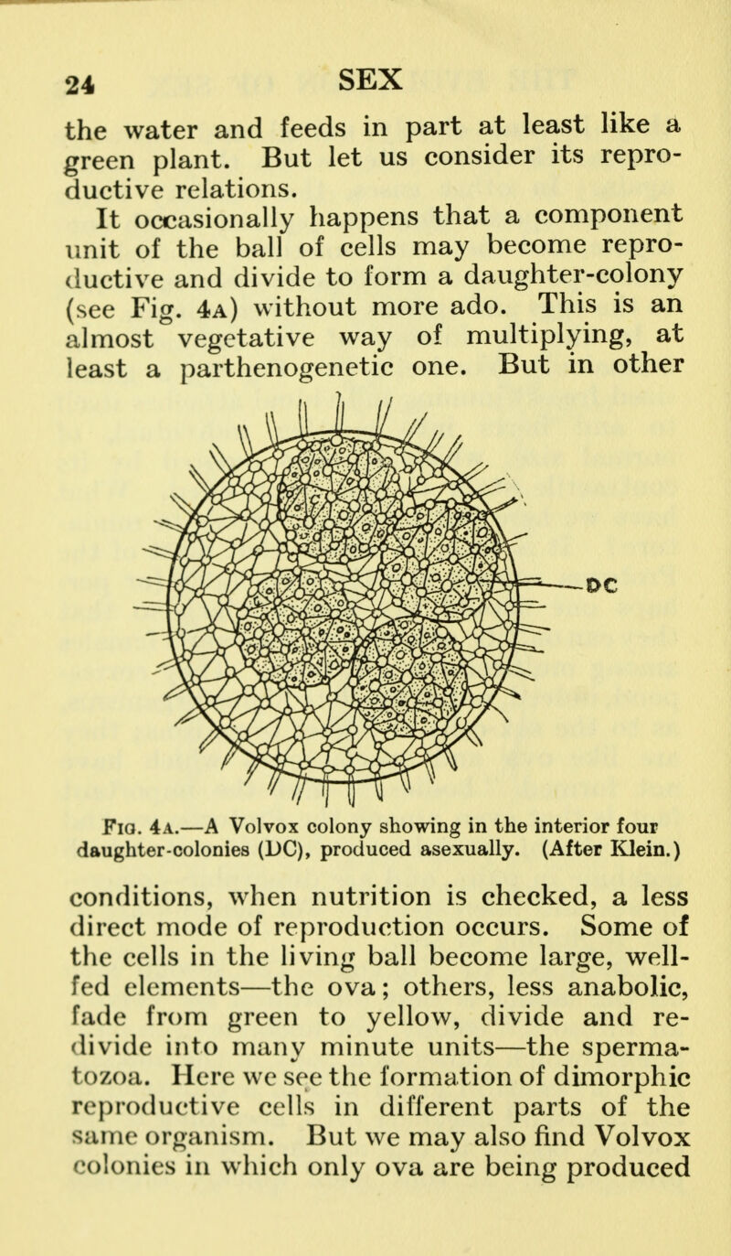 the water and feeds in part at least like a green plant. But let us consider its repro- ductive relations. It occasionally happens that a component unit of the ball of cells may become repro- ductive and divide to form a daughter-colony (see Fig. 4a) without more ado. This is an almost vegetative way of multiplying, at least a parthenogenetic one. But in other -DC Fia. 4a.—A Volvox colony showing in the interior four daughter-colonies (DC), produced asexually. (After Klein.) conditions, when nutrition is checked, a less direct mode of reproduction occurs. Some of the cells in the living ball become large, well- fed elements—the ova; others, less anabolic, fade from green to yellow, divide and re- divide into many minute units—the sperma- tozoa. Here we see the formation of dimorphic reproductive cells in different parts of the same organism. But we may also find Volvox colonies in which only ova are being produced