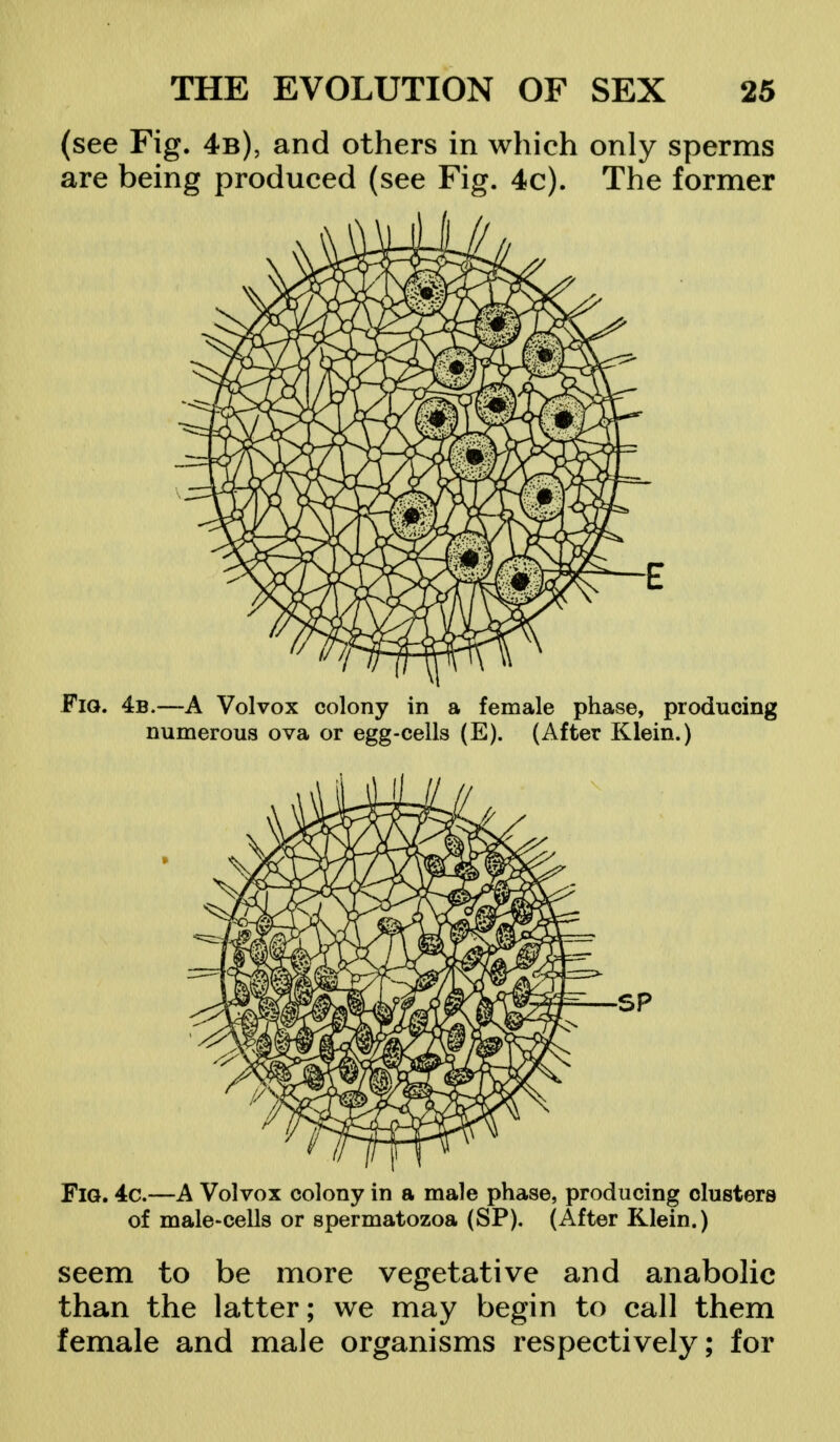 (see Fig. 4b), and others in which only sperms are being produced (see Fig. 4c). The former Fig. 4b.—A Vol vox colony in a female phase, producing numerous ova or egg-cells (E). (After Klein.) Fig. 4c.—A Volvox colony in a male phase, producing clusters of male-cells or spermatozoa (SP). (After Klein.) seem to be more vegetative and anabolic than the latter; we may begin to call them female and male organisms respectively; for