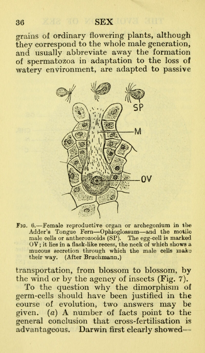 grains of ordinary flowering plants, although they correspond to the whole male generation, and usually abbreviate away the formation of spermatozoa in adaptation to the loss of watery environment, are adapted to passive Fig. ti.—Female reproductive organ or archegonium in the Adder's Tongue Fern—Ophioglossum—and the motile male cells or antherozooids (SP). The egg-cell is marked 0V; it lies in a flask-like recess, the neck of which shows a mucous secretion through which the male cells roako their way. (After Bruchmann.) transportation, from blossom to blossom, by the wind or by the agency of insects (Fig. 7). To the question why the dimorphism of germ-cells should have been justified in the course of evolution, two answers may be given, (a) A number of facts point to the general conclusion that cross-fertilisation is advantageous. Darwin first clearly showed—