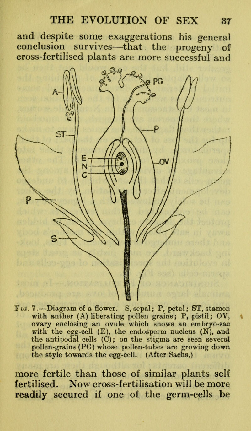 and despite some exaggerations his general conclusion survives—that the progeny of cross-fertilised plants are more successful and Fia. 7.—Diagram of a flower. S, sepal; P, petal; ST, stamen with anther (A) liberating pollen grains; P, pistil; OV, ovary enclosing an ovule which shows an embryo-sac with the egg-cell (E), the endosperm nucleus (N), and the antipodal cells (C); on the stigma are seen several pollen-grains (PG) whose pollen-tubes are growing down the style towards the egg-cell. (After Sachs.) more fertile than those of similar plants self fertilised. Now cross-fertilisation will be more readily secured if one of the germ-cells be