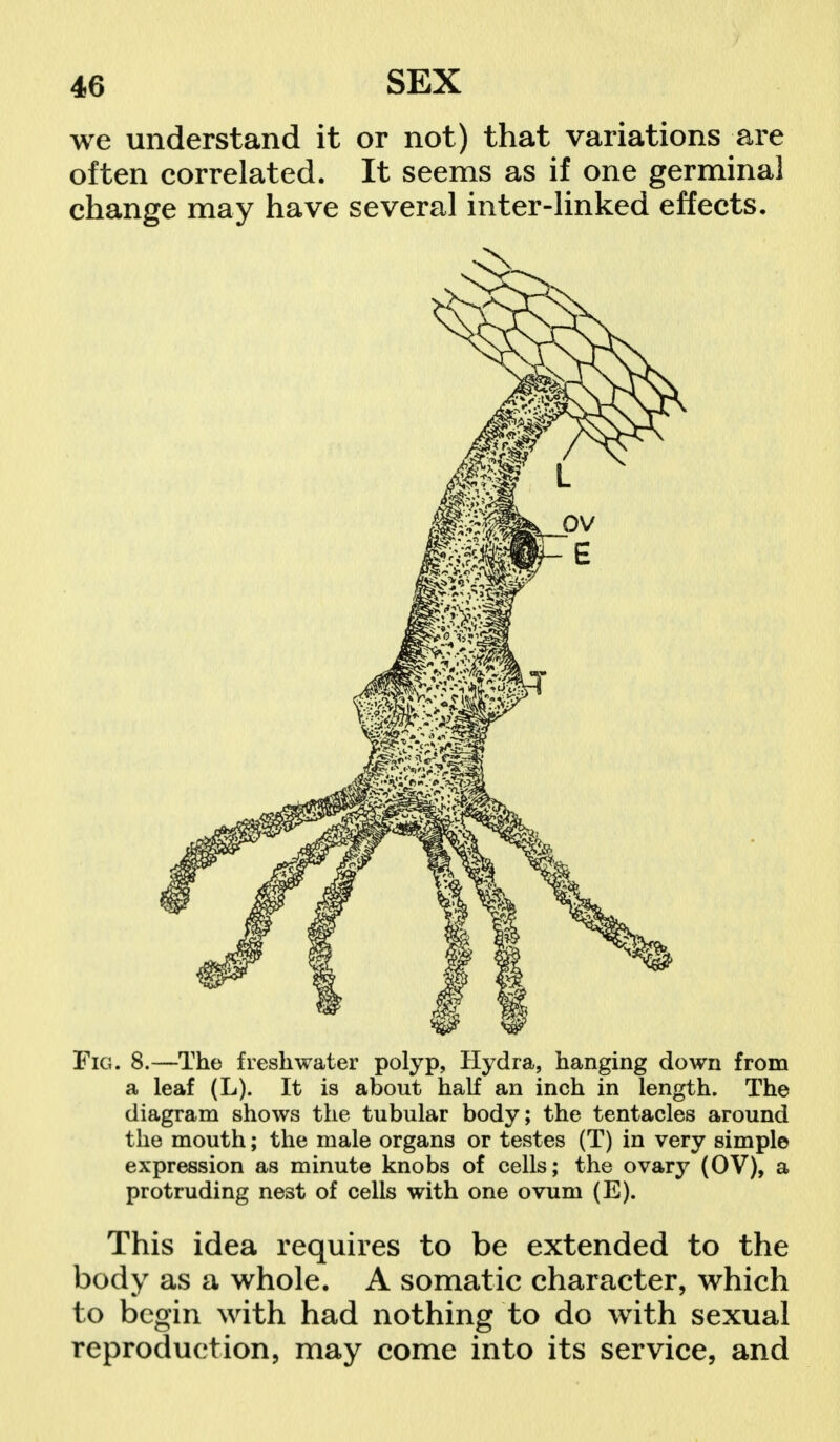 we understand it or not) that variations are often correlated. It seems as if one germinal change may have several inter-linked effects. Fig. 8.—The freshwater polyp, Hydra, hanging down from a leaf (L). It is about half an inch in length. The diagram shows the tubular body; the tentacles around the mouth; the male organs or testes (T) in very simple expression as minute knobs of cells; the ovary (OV), a protruding nest of cells with one ovum (E). This idea requires to be extended to the body as a whole. A somatic character, which to begin with had nothing to do with sexual reproduction, may come into its service, and