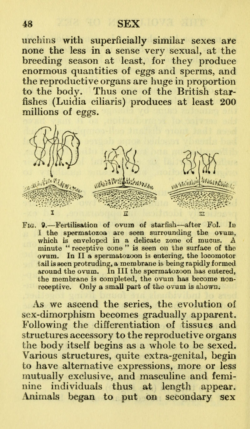 urchins with superficially similar sexes atfe none the less in a sense very sexual, at the breeding season at least, for they produce enormous quantities of eggs and sperms, and the reproductive organs are huge in proportion to the body. Thus one of the British star- fishes (Luidia ciliaris) produces at least 200 millions of eggs. Figi. 9.—Fertilisation of ovum of starfish—after Fol. In I the spermatozoa are seen surrounding the ovum, which is enveloped in a delicate zone of mucus. A minute  receptive cone  is seen on the surface of the ovum. In II a spermatozoon is entering, the locomotor tail is seen protruding, a membrane is being rapidly formed around the ovum. In III the spermatozoon has entered, the membrane is completed, the ovum has become non- receptive. Only a small part of the ovum is shown; As we ascend the series, the evolution of sex-dimorphism becomes gradually apparent. Following the differentiation of tissues and structures accessory to the reproductive organs the body itself begins as a whole to be sexed. Various structures, quite extra-genital, begin to have alternative expressions, more or less mutually exclusive, and masculine and femi- nine individuals thus at length appear. Animals began to put on secondary sex