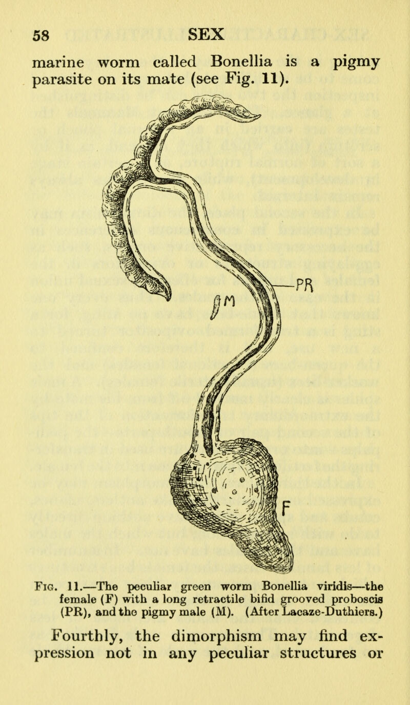 marine worm called Bonellia is a pigmy parasite on its mate (see Fig. 11). Fig. 11.—The peculiar green worm Bonellia viridis—the female (F) with a long retractile bifid grooved proboscis (PR), and the pigmy male (M). (After Lacaze-Duthiers,) Fourthly, the dimorphism may find ex- pression not in any peculiar structures or