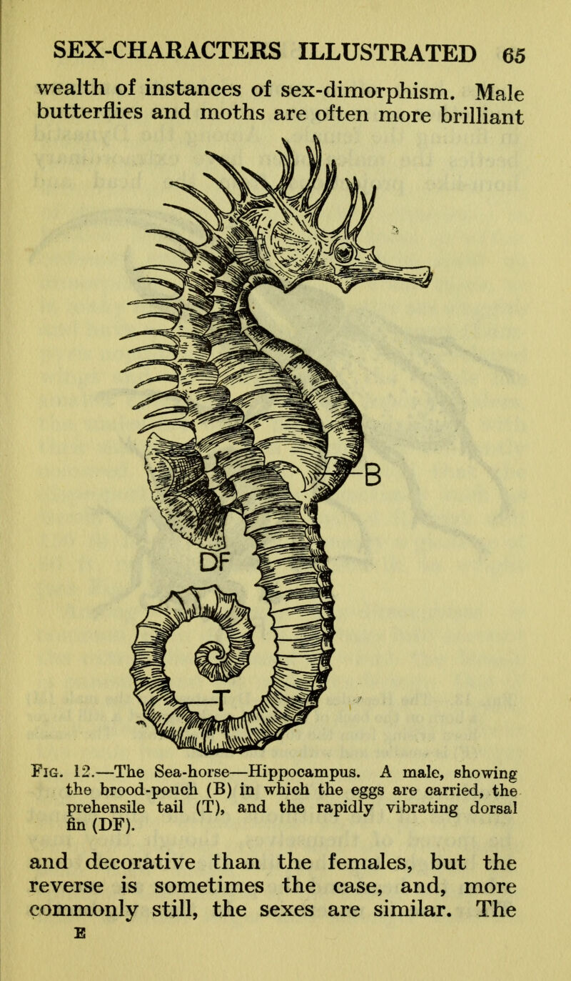 wealth of instances of sex-dimorphism. Male butterflies and moths are often more brilliant Fig. 12.—The Sea-horse—Hippocampus. A male, showing the brood-pouch (B) in which the eggs are carried, the prehensile tail (T), and the rapidly vibrating dorsal fin (DF). and decorative than the females, but the reverse is sometimes the case, and, more commonly still, the sexes are similar. The E