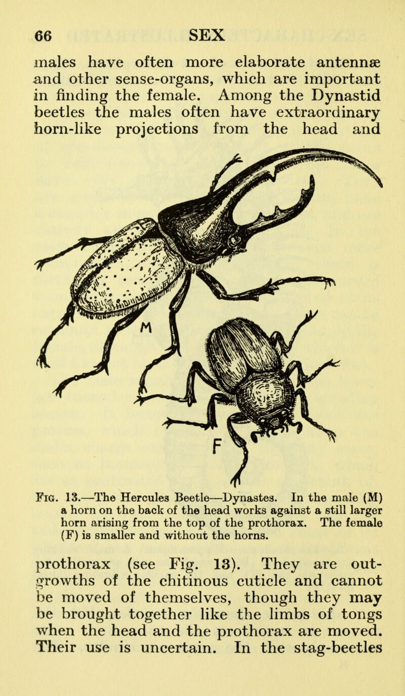 males have often more elaborate antennae and other sense-organs, which are important in finding the female. Among the Dynastid beetles the males often have extraordinary horn-like projections from the head and Fig. 13.—The Hercules Beetle—Dynastes. In the male (M) a horn on the back of the head works against a still larger horn arising from the top of the prothorax. The female (F) is smaller and without the horns. prothorax (see Fig. 13). They are out- growths of the chitinous cuticle and cannot be moved of themselves, though they may be brought together like the limbs of tongs when the head and the prothorax are moved. Their use is uncertain. In the stag-beetles