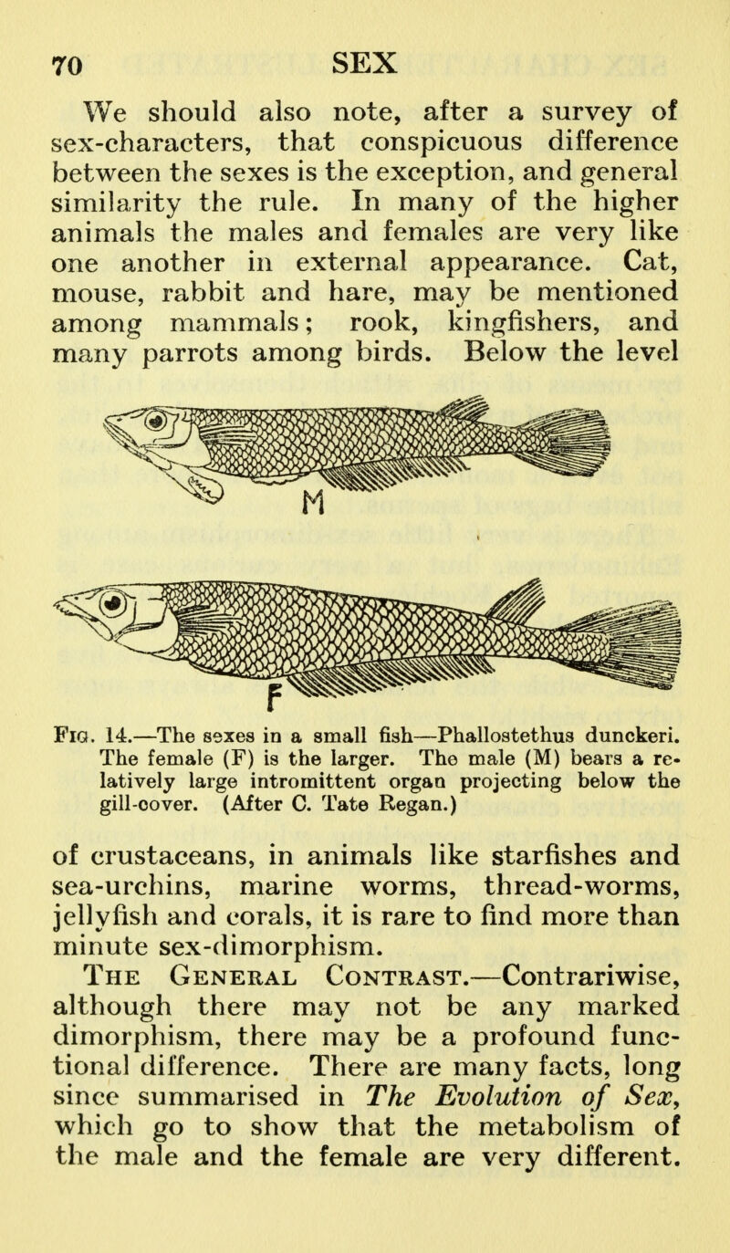 We should also note, after a survey of sex-characters, that conspicuous difference between the sexes is the exception, and general similarity the rule. In many of the higher animals the males and females are very like one another in external appearance. Cat, mouse, rabbit and hare, may be mentioned among mammals; rook, kingfishers, and many parrots among birds. Below the level Fig. 14.—The sexes in a small fish—Phallostethus dunckeri. The female (F) is the larger. The male (M) bears a re- latively large intromittent organ projecting below the gill-cover. (After C. Tate Regan.) of crustaceans, in animals like starfishes and sea-urchins, marine worms, thread-worms, jellyfish and corals, it is rare to find more than minute sex-dimorphism. The General Contrast.—Contrariwise, although there may not be any marked dimorphism, there may be a profound func- tional difference. There are many facts, long since summarised in The Evolution of Sex, which go to show that the metabolism of the male and the female are very different.