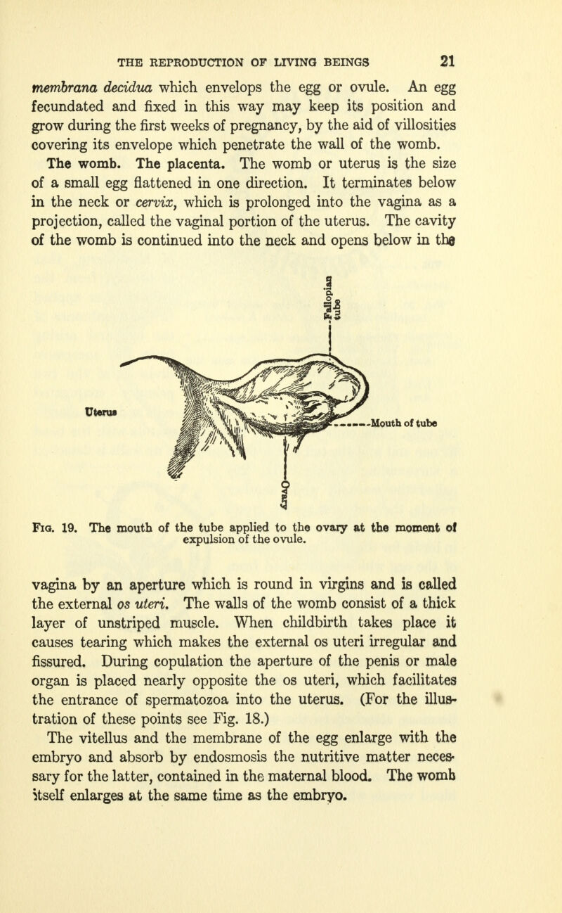 Membrana decidua which envelops the egg or ovule. An egg fecundated and fixed in this way may keep its position and grow during the first weeks of pregnancy, by the aid of villosities covering its envelope which penetrate the wall of the womb. The womb. The placenta. The womb or uterus is the size of a small egg flattened in one direction. It terminates below in the neck or cervix, which is prolonged into the vagina as a projection, called the vaginal portion of the uterus. The cavity of the womb is continued into the neck and opens below in the Uterus Mouth of tube Fig. X9. The mouth of the tube applied to the ovary at the moment o! expulsion of the ovule. vagina by an aperture which is round in virgins and is called the external os uteri. The walls of the womb consist of a thick layer of unstriped muscle. When childbirth takes place it causes tearing which makes the external os uteri irregular and fissured. During copulation the aperture of the penis or male organ is placed nearly opposite the os uteri, which facilitates the entrance of spermatozoa into the uterus. (For the illus- tration of these points see Fig. 18.) The vitellus and the membrane of the egg enlarge with the embryo and absorb by endosmosis the nutritive matter neces« sary for the latter, contained in the maternal blood. The womb Stself enlarges at the same time as the embryo.