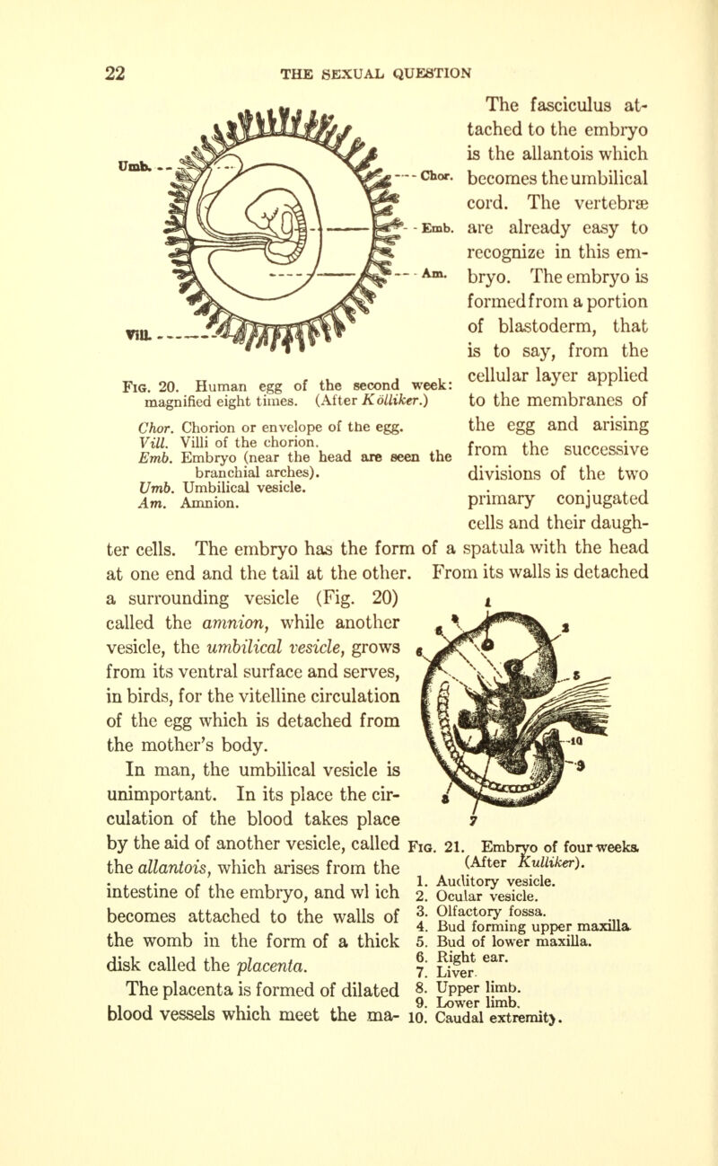 Umb. - - --Chor. Emb. Am. VOL Fig. 20. Human egg of the second week: magnified eight times. (Atter Köäiker.) Chor. Chorion or envelope of the egg. VilL Villi of the chorion. Emb. Embryo (near the head are seen the branchial arches). Umb. Umbilical vesicle. Am. Amnion. The fasciculus at- tached to the embryo is the allantois which becomes the umbilical cord. The vertebra? are already easy to recognize in this em- bryo. The embryo is formed from a portion of blastoderm, that is to say, from the cellular layer applied to the membranes of the egg and arising from the successive divisions of the twro primary conjugated cells and their daugh- ter cells. The embryo has the form of a spatula with the head at one end and the tail at the other. From its walls is detached a surrounding vesicle (Fig. 20) called the amnion, while another vesicle, the umbilical vesicle, grows from its ventral surface and serves, in birds, for the vitelline circulation of the egg which is detached from the mother's body. In man, the umbilical vesicle is unimportant. In its place the cir- culation of the blood takes place by the aid of another vesicle, called Fig. 21. Embryo of four weeks, the allantois, which arises from the (After Kuihker). ,. ... . .... 1. Auditory vesicle. intestine of the embryo, and wl ich 2. Ocular vesicle, becomes attached to the walls of ?• Olfactory fossa. 4. Bud forming upper maxilla the womb in the form of a thick 5. Bud of lower maxilla, disk called the placenta. \ gg* ear* The placenta is formed of dilated 8- upp<* Kmjj. ii j 11*1 . .1 9. Lower limb. blood vessels which meet the ma- 10. Caudal extremity.