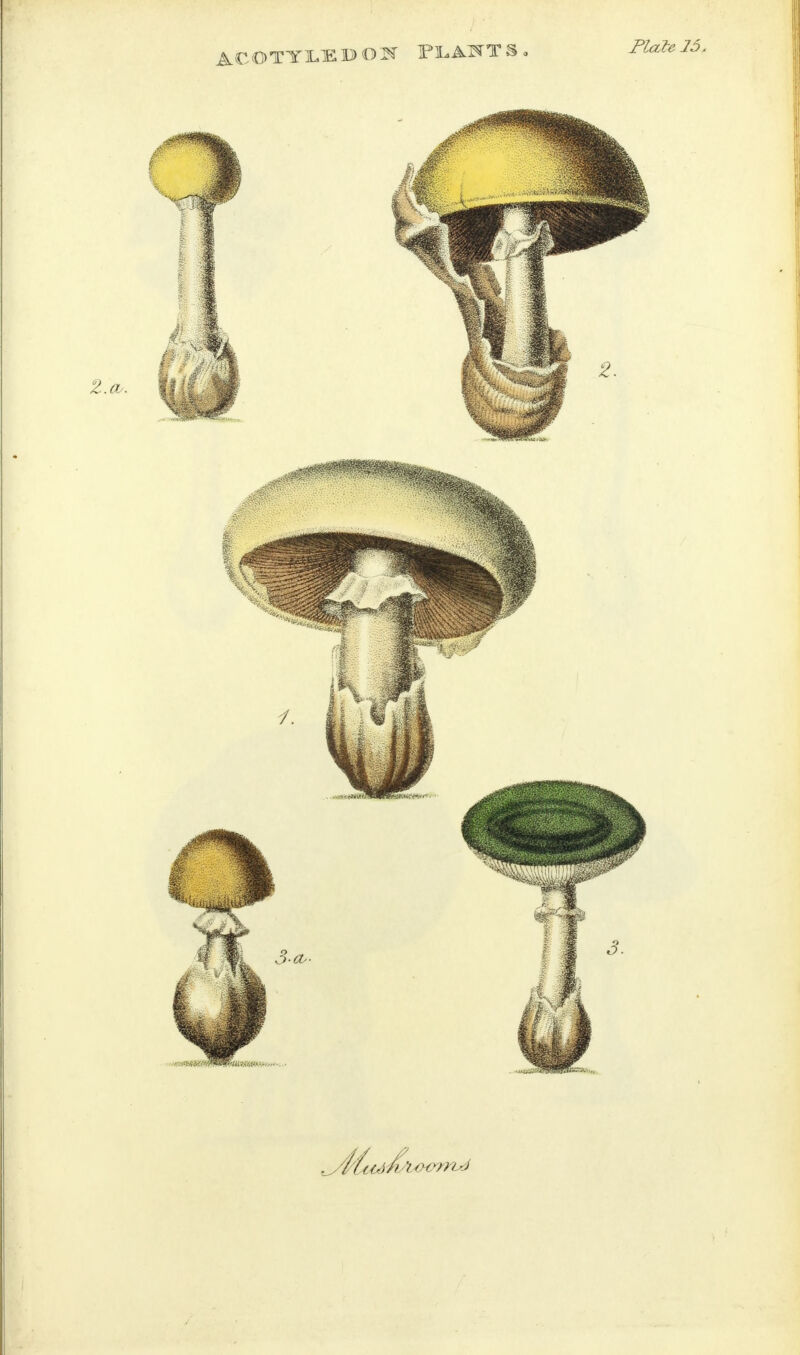 Plate 15. Z.cu