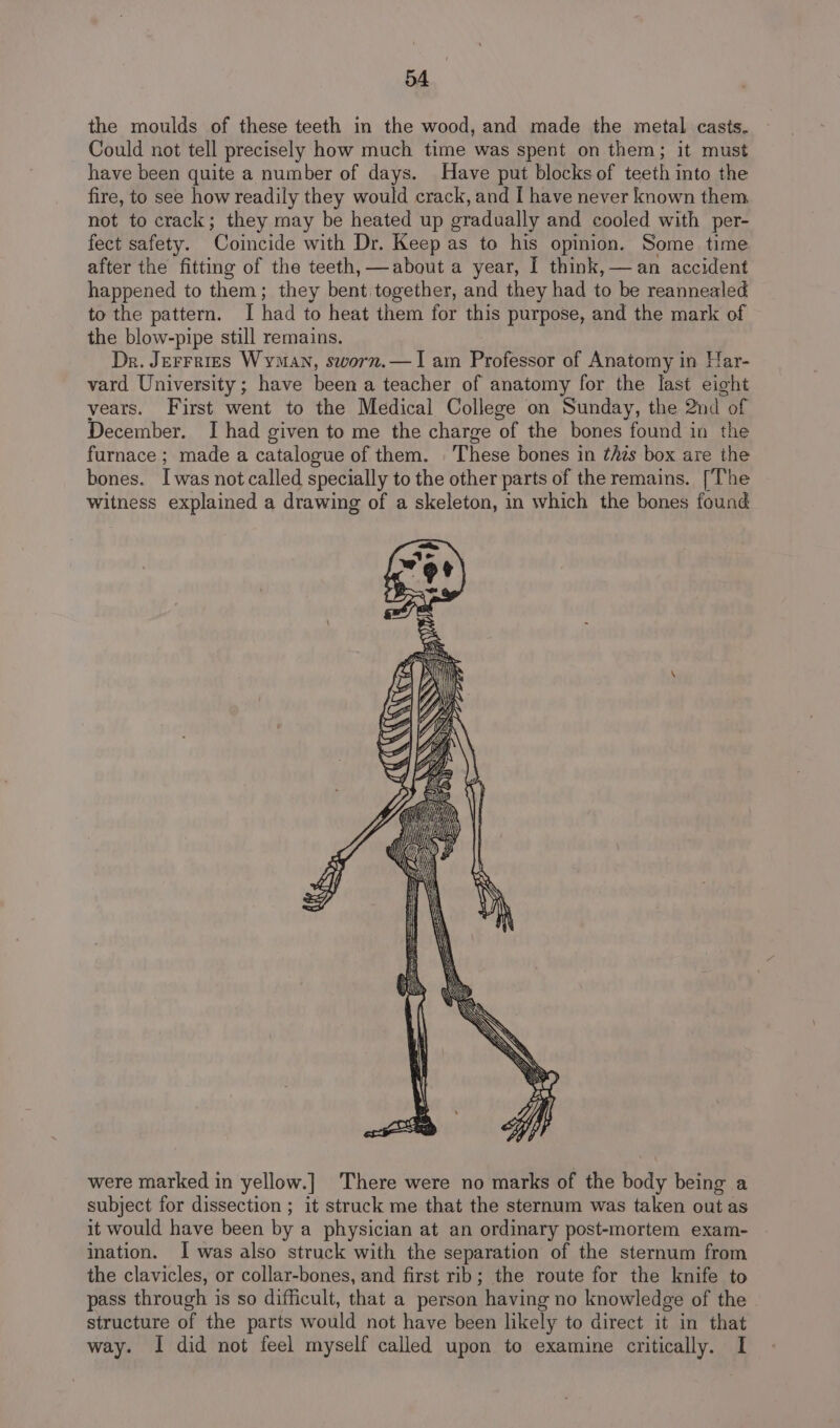 the moulds of these teeth in the wood, and made the metal casts. Could not tell precisely how much time was spent on them; it must have been quite a number of days. Have put blocks of teeth into the fire, to see how readily they would crack, and I have never known them not to crack; they may be heated up gradually and cooled with per- fect safety. Coincide with Dr. Keep as to his opinion. Some time after the fitting of the teeth,—about a year, I think, — an accident happened to them; they bent together, and they had to be reannealed to the pattern. I had to heat them for this purpose, and the mark of the blow-pipe still remains. Dr. Jerrrigs Wyman, sworn.—I am Professor of Anatomy in Har- vard University; have been a teacher of anatomy for the last eight years. First went to the Medical College on Sunday, the 2nd of December. I had given to me the charge of the bones found in the furnace ; made a catalogue of them. These bones in this box are the bones. I was not called specially to the other parts of the remains. [The witness explained a drawing of a skeleton, in which the bones found were marked in yellow.] There were no marks of the body being a subject for dissection ; it struck me that the sternum was taken out as it would have been by a physician at an ordinary post-mortem exam- ination. I was also struck with the separation of the sternum from the clavicles, or collar-bones, and first rib; the route for the knife to pass through is so difficult, that a person having no knowledge of the structure of the parts would not have been likely to direct it in that way. I did not feel myself called upon to examine critically. I