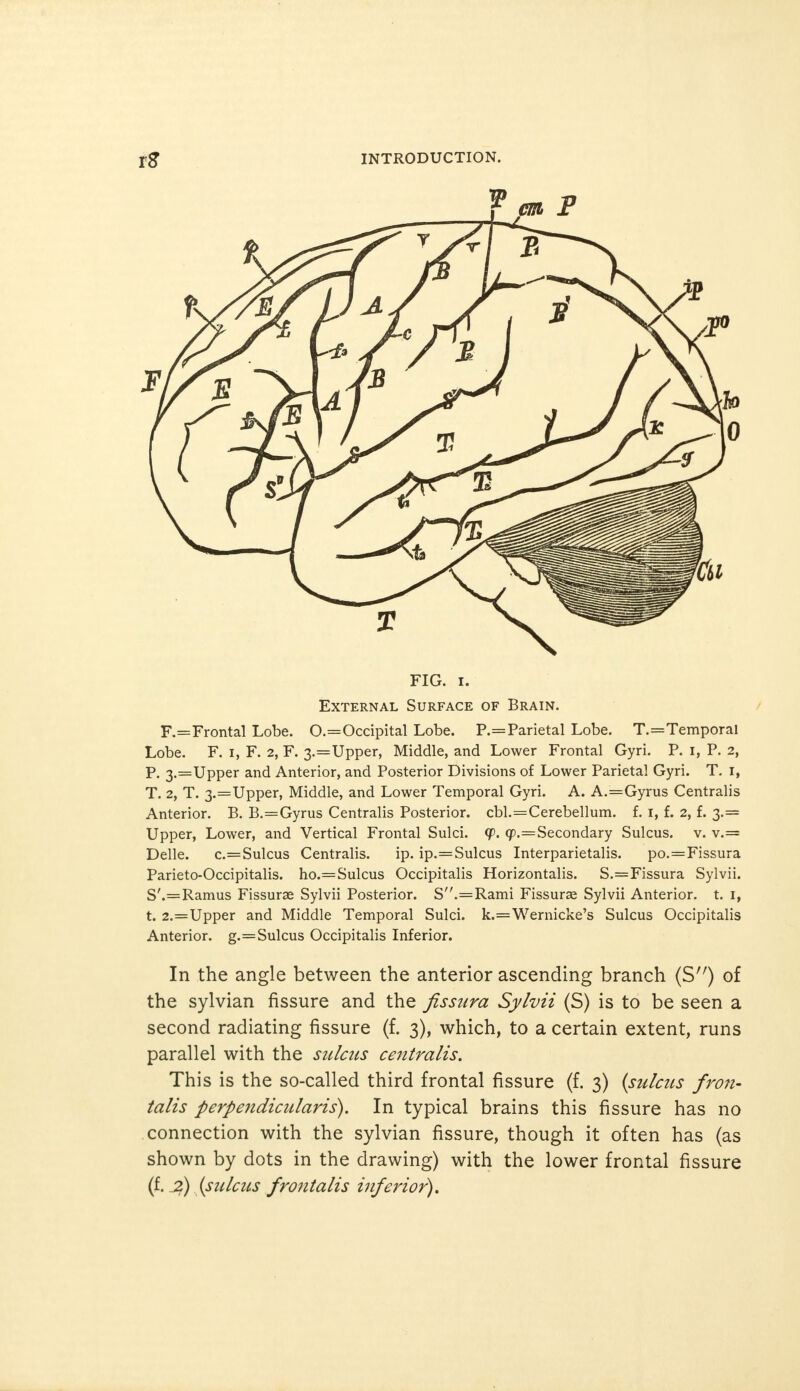 FIG. i. External Surface of Brain. F.=Frontal Lobe. 0.=Occipital Lobe. P.=Parietal Lobe. T.=Temporal Lobe. F. i, F. 2, F. 3.=Upper, Middle, and Lower Frontal Gyri. P. 1, P. 2, P. 3.=Upper and Anterior, and Posterior Divisions of Lower Parietal Gyri. T. 1, T. 2, T. 3.=Upper, Middle, and Lower Temporal Gyri. A. A.=Gyrus Centralis Anterior. B. B.=Gyrus Centralis Posterior. cbl.=Cerebellum. f. 1, f. 2, f. 3.= Upper, Lower, and Vertical Frontal Sulci, (p. (p.—Secondary Sulcus, v. v.= Delle. c.=Sulcus Centralis. ip. ip.=Sulcus Interparietalis. po.=Fissura Parieto-Occipitalis. ho.=Sulcus Occipitalis Horizontalis. S.=Fissura Sylvii. S'.=Ramus Fissurae Sylvii Posterior. S.=Rami Fissurse Sylvii Anterior, t. 1, t. 2.=Upper and Middle Temporal Sulci. k.=Wernicke's Sulcus Occipitalis Anterior. g.=Sulcus Occipitalis Inferior. In the angle between the anterior ascending branch (S,;) of the sylvian fissure and the fissura Sylvii (S) is to be seen a second radiating fissure (f. 3), which, to a certain extent, runs parallel with the sulcus centralis. This is the so-called third frontal fissure (f. 3) (sulcus fron- talis perpendicularis). In typical brains this fissure has no connection with the sylvian fissure, though it often has (as shown by dots in the drawing) with the lower frontal fissure