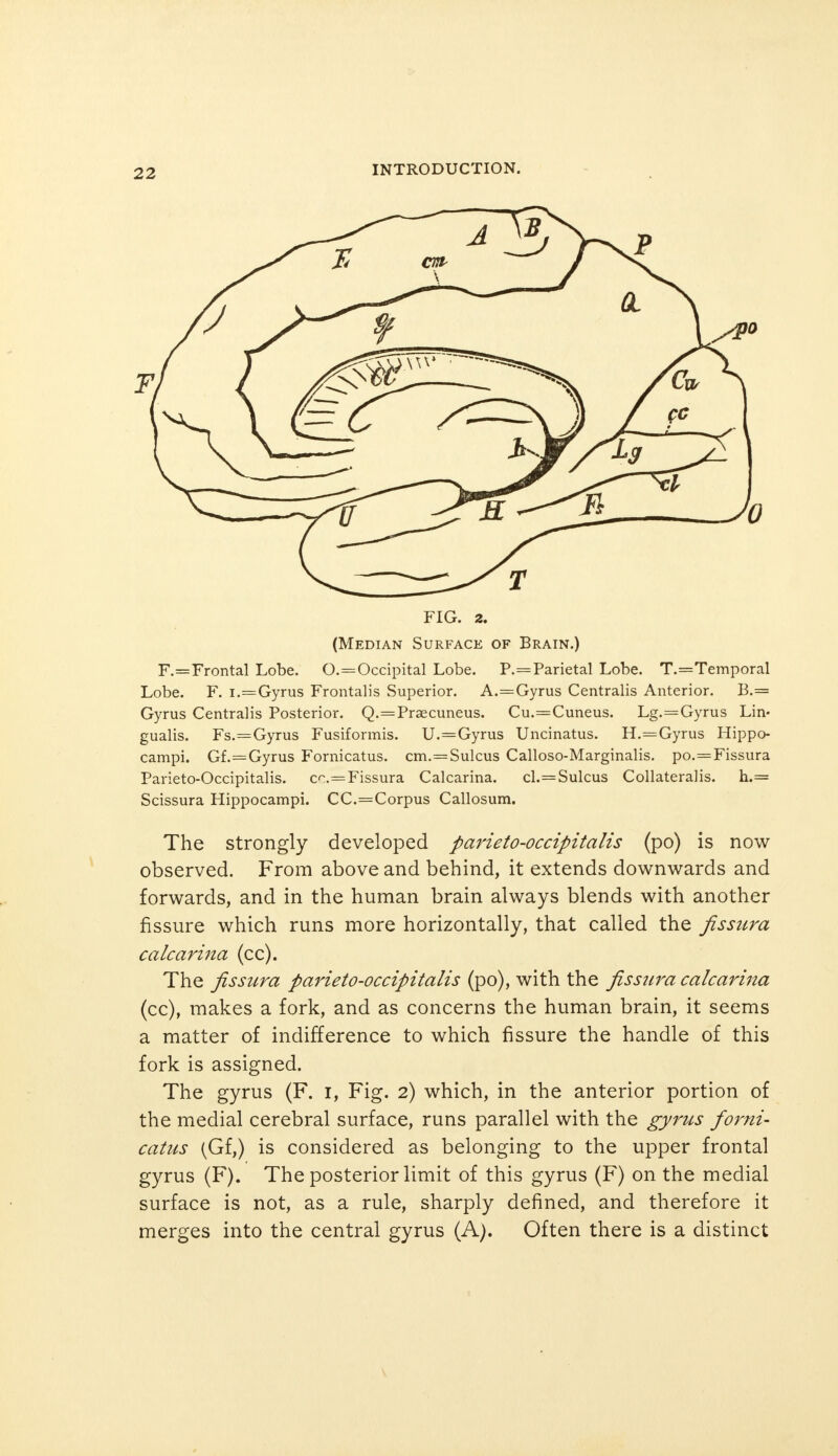 FIG. 2. (Median Surface of Brain.) F.=Frontal Lobe. 0.=Occipital Lobe. P.=Parietal Lobe. T.=Temporal Lobe. F. i.=Gyrus Frontalis Superior. A.=Gyrus Centralis Anterior. B.= Gyrus Centralis Posterior. Q.=Prsecuneus. Cu.=Cuneus. Lg.=Gyrus Lin- gualis. Fs.=Gyrus Fusiformis. U.=Gyrus Uncinatus. H.=Gyrus Hippo- campi. Gf.=Gyrus Fornicatus. cm.=Sulcus Calloso-Marginalis. po.=Fissura Parieto-Occipitalis. cc.=Fissura Calcarina. cl.=Sulcus Collateralis. h.= Scissura Hippocampi. CC.=Corpus Callosum. The strongly developed parieto-occipitalis (po) is now observed. From above and behind, it extends downwards and forwards, and in the human brain always blends with another fissure which runs more horizontally, that called the fissura calcarina (cc). The fissura parieto-occipitalis (po), with the fissura calcarina (cc), makes a fork, and as concerns the human brain, it seems a matter of indifference to which fissure the handle of this fork is assigned. The gyrus (F. I, Fig. 2) which, in the anterior portion of the medial cerebral surface, runs parallel with the gyrus forni- catus (Gf,) is considered as belonging to the upper frontal gyrus (F). The posterior limit of this gyrus (F) on the medial surface is not, as a rule, sharply defined, and therefore it merges into the central gyrus (A). Often there is a distinct