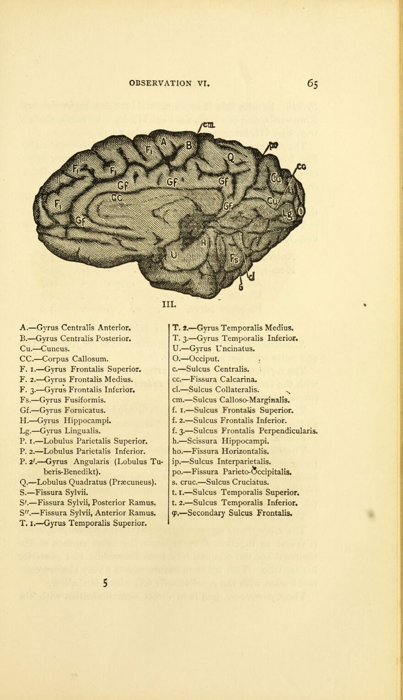 A. —Gyrus Centralis Anterior. B. —Gyrus Centralis Posterior. Cu.—Cuneus. CC.—Corpus Callosum. F. 1.—Gyrus Frontalis Superior. F. 2.—Gyrus Frontalis Medius. F. 3.—Gyrus Frontalis Inferior. Fs.—Gyrus Fusiformis. Gf.—Gyrus Fornicatus. H.—Gyrus Hippocampi. Lg.—Gyrus Lingualis. P. I.—Lobulus Parietalis Superior. P. 2.—Lobulus Parietalis Inferior. P. 2'.—Gyrus Angularis (Lobulus Tu- beris-Benedikt). Q.—Lobulus Quadratus (Praecuneus). S.—Fissura Sylvii. S'.—Fissura Sylvii, Posterior Ramus. S.—Fissura Sylvii, Anterior Ramus. T. 1.—Gyrus Temporalis Superior. T. 2.—Gyrus Temporalis Medius. T. 3.—Gyrus Temporalis Inferior. U.—-Gyrus Uncinatus. O.—Occiput. c.—Sulcus Centralis. cc.—Fissura Calcarina. cl.—Sulcus Collateralis. cm.—Sulcus Calloso-Marginalis. f. 1.—Sulcus Frontalis Superior. f. 2.—Sulcus Frontalis Inferior. f. 3.—Sulcus Frontalis Perpendicularis. h.—Scissura Hippocampi. ho.—Fissura Horizontalis. ip.—Sulcus Interparietalis. po.—Fissura Parieto-^ccipitalis. s. cruc.—Sulcus Cruciatus. 1.1.—Sulcus Temporalis Superior. t. 2.—Sulcus Temporalis Inferior, (p.—Secondary Sulcus Frontalis. 5