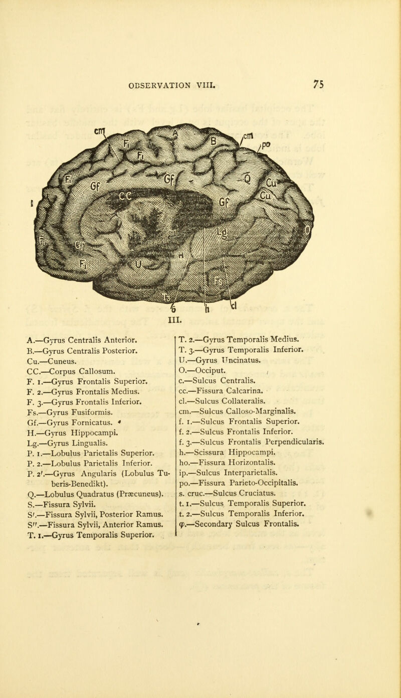 in. A. —Gyrus Centralis Anterior. B. —Gyrus Centralis Posterior. Cu.—Cuneus. CC.—Corpus Callosum. F. i.—Gyrus Frontalis Superior. F. 2.—Gyrus Frontalis Medius. F. 3.—Gyrus Frontalis Inferior. Fs.—Gyrus Fusiformis. Gf.—Gyrus Fomicatus. 4 H.—Gyrus Hippocampi. Lg.—Gyrus Lingualis. P. i.—Lobulus Parietalis Superior. P. 2.—Lobulus Parietalis Inferior. P. 2'.—Gyrus Angularis (Lobulus Tu- beris-Benedikt). Q.—Lobulus Quadratus (Precuneus). S.—Fissura Sylvii. S'.—Fissura Sylvii, Posterior Ramus. T. 1.—Gyrus Temporalis Superior. T. 2.—Gyrus Temporalis Medius. T. 3.—Gyrus Temporalis Inferior. U,—Gyrus Uncinatus. O.—Occiput. , c.—Sulcus Centralis. cc.—Fissura Calcarina. cl.—Sulcus Collateralis. cm.—Sulcus Calloso-Marginalis. f. 1.—Sulcus Frontalis Superior. f. 2.—Sulcus Frontalis Inferior. f. 3.—Sulcus Frontalis Perpendicularis. h.—Scissura Hippocampi. ho.—Fissura Horizontalis. ip.—Sulcus Interparietalis. po.—Fissura Parieto-Occipitalis. s. cruc.—Sulcus Cruciatus. 1.1.—Sulcus Temporalis Superior. t. 2.—Sulcus Temporalis Inferior.