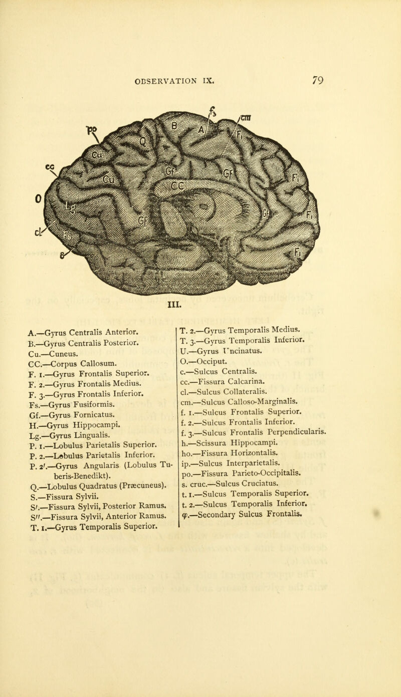 CG III. A. —Gyrus Centralis Anterior. B. —Gyrus Centralis Posterior. Cu.—Cuneus. CC.—Corpus Callosum. F. i.—Gyrus Frontalis Superior. F. 2.—Gyrus Frontalis Medius. F. 3.—Gyrus Frontalis Inferior. Fs.—Gyrus Fusiformis. Gf.—Gyrus Fornicatus. H.—Gyrus Hippocampi. Lg.—Gyrus Lingualis. P. i.—Lobulus Parietalis Superior. P. 2.—L©bulus Parietalis Inferior. P. 2'.—Gyrus Angularis (Lobulus Tu- beris-Benedikt). Q.—Lobulus Quadratus (Prsecuneus). S.—Fissura Sylvii. S/ —Fissura Sylvii, Posterior Ramus. T. 1.—Gyrus Temporalis Superior. T. 2.—Gyrus Temporalis Medius. T. 3.—Gyrus Temporalis Inferior. U.—Gyrus Uncinatus. O.—Occiput. c.—Sulcus Centralis. cc.—Fissura Calcarina. cl.—Sulcus Collateralis. cm.—Sulcus Calloso-Marginalis. f. 1.—Sulcus Frontalis Superior. f. 2.—Sulcus Frontalis Inferior. f. 3 —Sulcus Frontalis Perpendicularis. h.—Scissura Hippocampi. ho.—Fissura Horizontalis. ip.—Sulcus Interparietalis. po.—Fissura Parieto-Occipitalis. s. cruc.—Sulcus Cruciatus. t> I#—Sulcus Temporalis Superior. t. 2.—Sulcus Temporalis Inferior.