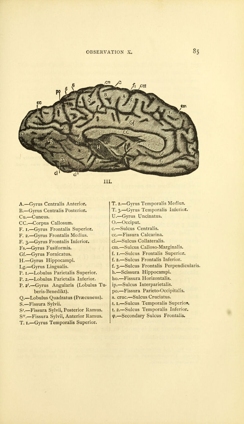 III. A. —Gyrus Centralis Anterior. B. —Gyrus Centralis Posterior. Cu.—Cuneus. CC—'Corpus Callosum. F. I.—Gyrus Frontalis Superior. F. 2.—Gyrus Frontalis Medius. F. 3.—Gyrus Frontalis Inferior. Fs.—Gyrus Fusiformis. Gf.—Gyrus Fornicatus. H.—Gyrus Hippocampi. Lg.—Gyrus Lingualis. P. i.—Lobulus Parietalis Superior. P. 2.—Lobulus Parietalis Inferior. P. 2'.—Gyrus Angularis (Lobulus beris-Benedikt). Q.—Lobulus Quadratus (Precuneus). S.—Fissura Sylvii. S'.—Fissura Sylvii, Posterior Ramus. T. 1.—Gyrus Temporalis Superior. T. 2.—Gyrus Temporalis Medius. T. 3.—Gyrus Temporalis Inferior. U.—Gyrus Uncinatus. O.—Occiput. c.—Sulcus Centralis. cc.—Fissura Calcarina. cl.—Sulcus Collateralis. cm.—Sulcus Calloso-Marginalis. f. 1.—Sulcus Frontalis Superior. f. 2.—Sulcus Frontalis Inferior. f. 3.—Sulcus Frontalis Perpendicularis. h.—Scissura Hippocampi. ho.—Fissura Horizontalis., ip.—Sulcus Interparietalis. po.—Fissura Parieto-Occipitalis. s. cruc.—Sulcus Cruciatus. 1.1.—Sulcus Temporalis Superior. t. 2.—Sulcus Temporalis Inferior.