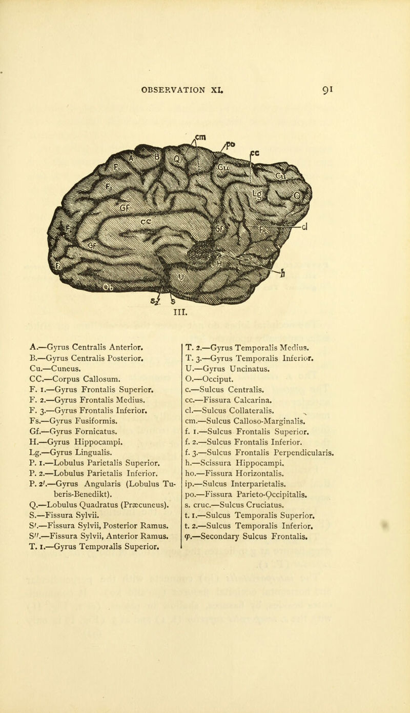 „cm III. A. —Gyrus Centralis Anterior. B. —Gyrus Centralis Posterior. Cu.—Cuneus. CC.—Corpus Callosum. F. 1.—Gyrus Frontalis Superior. F. 2.—Gyrus Frontalis Medius. F. 3.—Gyrus Frontalis Inferior. Fs.—Gyrus Fusiformis. Gf.—Gyrus Fornicatus. H.—Gyrus Hippocampi. Lg.—Gyrus Lingualis. P. I.—Lobulus Parietalis Superior. P. 2.—Lobulus Parietalis Inferior. P. 2'.—Gyrus Angularis (Lobulus Tu- beris-Beneclikt). Q.—Lobulus Quadratus (Precuneus). S.—Fissura Sylvii. S'.—Fissura Sylvii, Posterior Ramus. S.—Fissura Sylvii, Anterior Ramus. T. 1.—Gyrus Temporalis Superior. T. 2.—Gyrus Temporalis Medius. T. 3.—Gyrus Temporalis Inferior. U.—Gyrus Uncinatus. O.—Occiput. c.—Sulcus Centralis. cc.—Fissura Calcarina. cl.—Sulcus Collateralis. ^ cm.—Sulcus Calloso-Marginalis. f. 1.—Sulcus Frontalis Superior. f. 2.—Sulcus Frontalis Inferior. f. 3.—Sulcus Frontalis Perpendicularis. h.—Scissura Hippocampi. ho.—Fissura Horizontalis. ip.—Sulcus Interparietalis. po.—Fissura Parieto-Qccipitalis. s. cruc.—Sulcus Cruciatus. 1.1.—Sulcus Temporalis Superior. t. 2.—Sulcus Temporalis Inferior. (p.—Secondary Sulcus Frontalis.