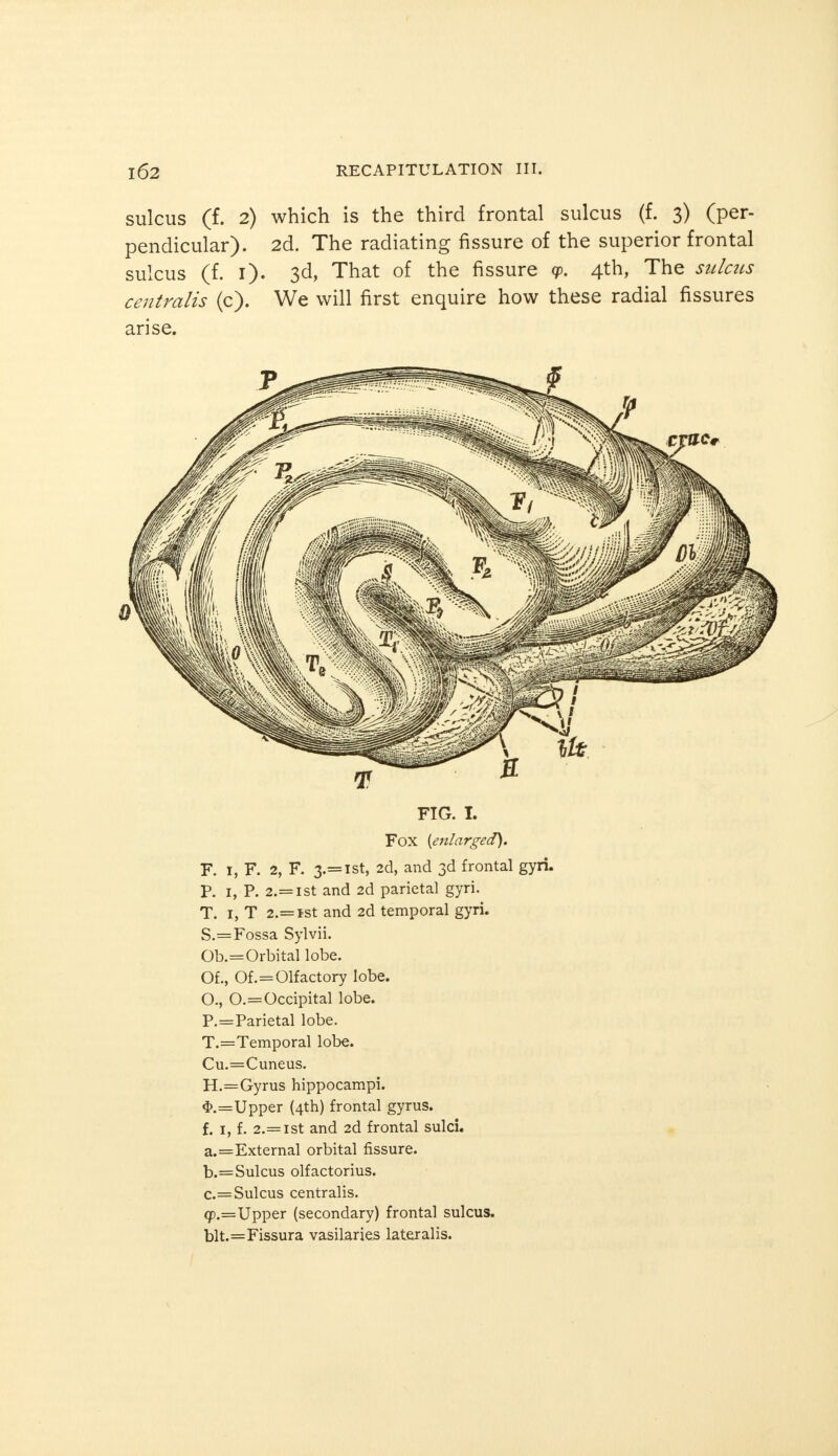 sulcus (f. 2) which is the third frontal sulcus (f. 3) (per- pendicular). 2d. The radiating fissure of the superior frontal sulcus (f. 1). 3d, That of the fissure g>. 4th, The sulcus centralis (c). We will first enquire how these radial fissures arise. FIG. I. Fox {enlarged). F. 1, F. 2, F. 3.= ist, 2d, and 3d frontal gyri. P. 1, P. 2.= 1 st and 2d parietal gyri. T. 1, T 2.= ist and 2d temporal gyri. S.=Fossa Sylvii. Ob.=Orbital lobe. Of., Of.=Olfactory lobe. O., 0.=Occipital lobe. P.=Parietal lobe. T.=Temporal lobe. Cu.=Cuneus. H.=Gyrus hippocampi. $.=TJpper (4th) frontal gyrus, f. 1, f. 2.= ist and 2d frontal sulci. a. =External orbital fissure. b. =Sulcus olfactorius. c. =Sulcus centralis. (jp.=Upper (secondary) frontal sulcus. blt.=Fissura vasilaries lateralis.