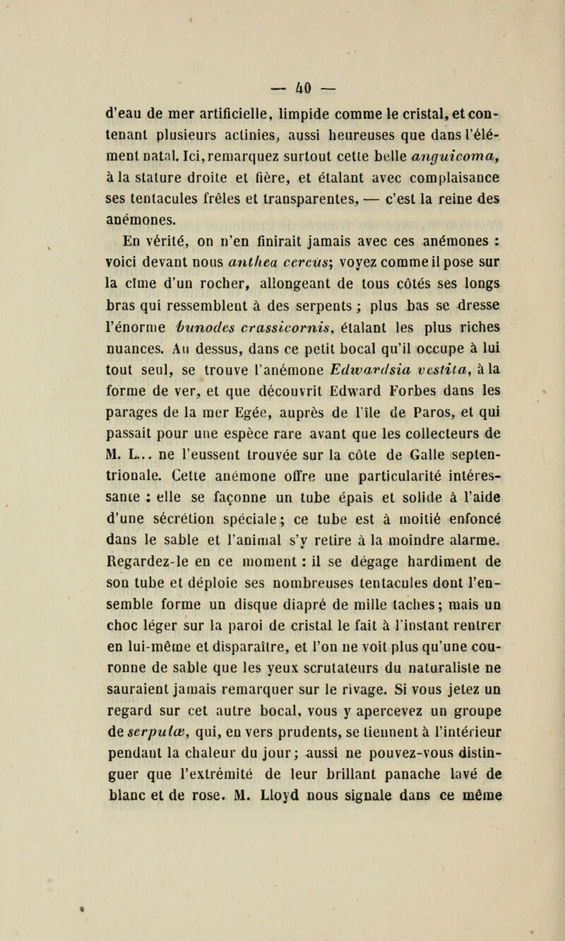 d'eau de mer artificielle, limpide comme le cristal, et con- tenant plusieurs actinies, aussi heureuses que dans l'élé- ment natal. Ici, remarquez surtout cette belle anguicoma, à la stature droite et fière, et étalant avec complaisance ses tentacules frêles et transparentes, — c'est la reine des anémones. En vérité, on n'en finirait jamais avec ces anémones : voici devant nous anthea cerciis; voyez comme il pose sur la cime d'un rocher, allongeant de tous côtés ses longs bras qui ressemblent à des serpents ; plus bas se dresse l'énorme hunodes crassicornis, étalant les plus riches nuances. Au dessus, dans ce petit bocal qu'il occupe à lui tout seul, se trouve l'anémone Edtvanlsia vcstiia, à la forme de ver, et que découvrit Edward Forbes dans les parages de la mer Egée, auprès de l'île de Paros, et qui passait pour une espèce rare avant que les collecteurs de M. L... ne l'eussent trouvée sur la côte de Galle septen- trionale. Cette anémone offre une particularité intéres- sante ; elle se façonne un tube épais et solide à l'aide d'une sécrétion spéciale ; ce tube est à moitié enfoncé dans le sable et l'animal s'y retire à la moindre alarme. Regardez-le en ce moment : il se dégage hardiment de son tube et déploie ses nombreuses tentacules dont l'en- semble forme un disque diapré de mille taches; mais un choc léger sur la paroi de cristal le fait à l'instant rentrer en lui-même et disparaître, et l'on ne voit plus qu'une cou- ronne de sable que les yeux scrutateurs du naturaliste ne sauraient jamais remarquer sur le rivage. Si vous jetez un regard sur cet autre bocal, vous y apercevez un groupe de serpuice, qui, en vers prudents, se tiennent à l'intérieur pendant la chaleur du jour; aussi ne pouvez-vous distin- guer que l'extrémité de leur brillant panache lavé de blanc et de rose. M. Lloyd nous signale dans ce même