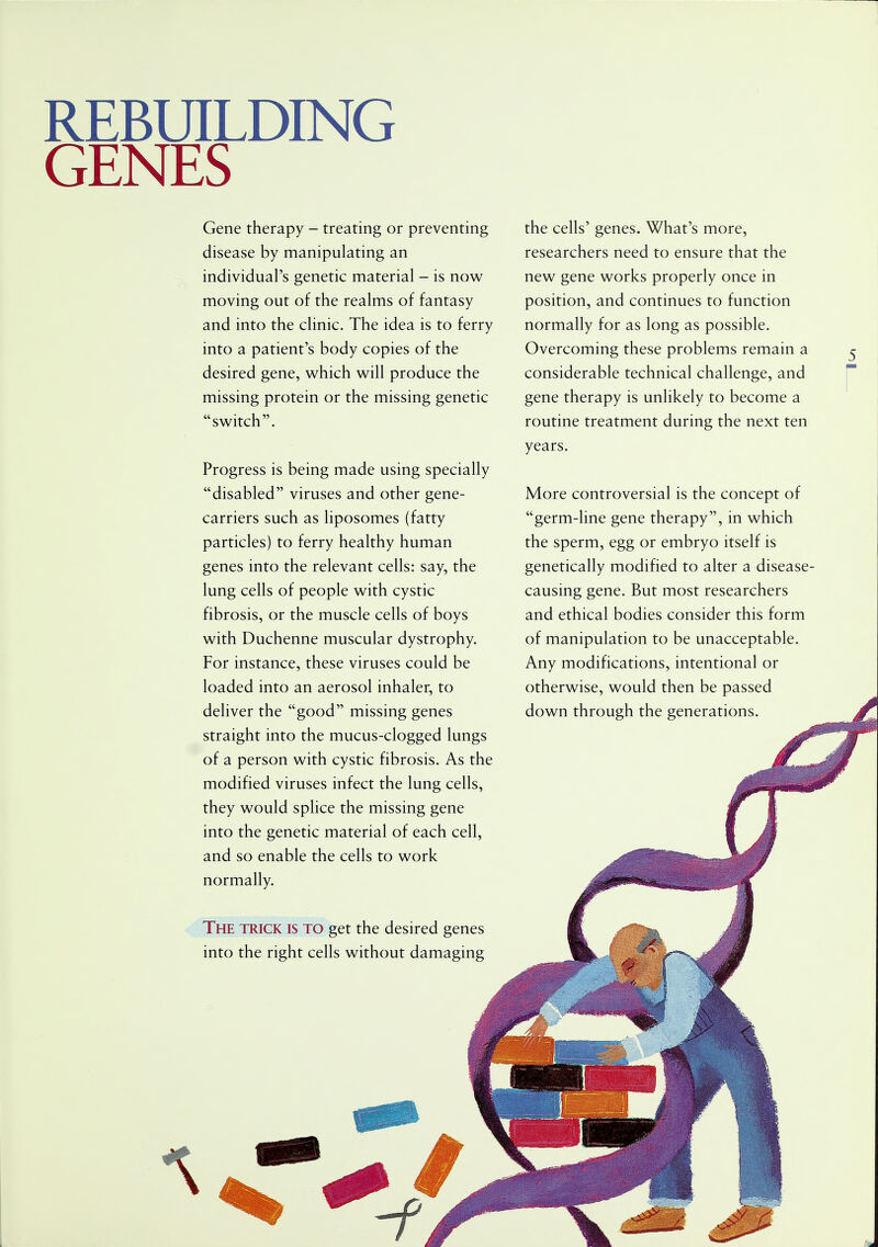 REBUILDING GENES Gene therapy - treating or preventing disease by manipulating an individual's genetic material - is now moving out of the realms of fantasy and into the clinic. The idea is to ferry into a patient's body copies of the desired gene, which will produce the missing protein or the missing genetic switch. Progress is being made using specially disabled viruses and other gene- carriers such as liposomes (fatty particles) to ferry healthy human genes into the relevant cells: say, the lung cells of people with cystic fibrosis, or the muscle cells of boys with Duchenne muscular dystrophy. For instance, these viruses could be loaded into an aerosol inhaler, to deliver the good missing genes straight into the mucus-clogged lungs of a person with cystic fibrosis. As the modified viruses infect the lung cells, they would splice the missing gene into the genetic material of each cell, and so enable the cells to work normally. The trick is to get the desired genes into the right cells without damaging the cells' genes. What's more, researchers need to ensure that the new gene works properly once in position, and continues to function normally for as long as possible. Overcoming these problems remain a considerable technical challenge, and gene therapy is unlikely to become a routine treatment during the next ten years. More controversial is the concept of germ-line gene therapy, in which the sperm, egg or embryo itself is genetically modified to alter a disease causing gene. But most researchers and ethical bodies consider this form of manipulation to be unacceptable. Any modifications, intentional or otherwise, would then be passed down through the generations.