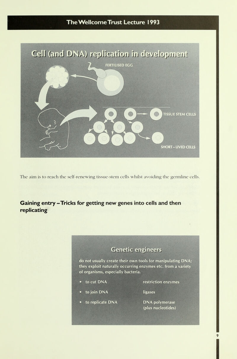 The aim is to reach the self-renewing tissue-stem cells whilst avoiding the germline cells. Gaining entry -Tricks for getting new genes into cells and then replicating Genetic engineers do not usually create their own tools for manipulating DNA; they exploit naturally occurring enzymes etc. from a variety of organisms, especially bacteria. • to cut DNA restriction enzymes • to join DNA ligases • to replicate DNA DNA polymerase (plus nucleotides)