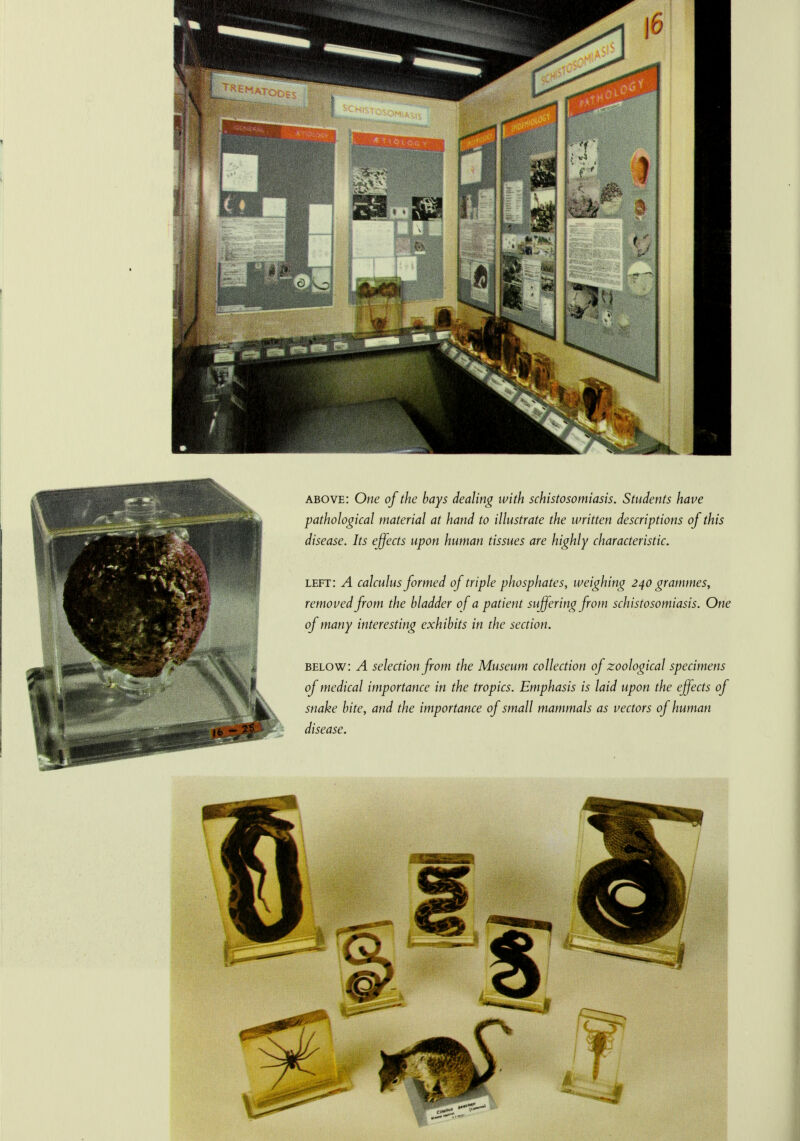 above: One of the bays dealing with schistosomiasis. Students have pathological material at hand to illustrate the written descriptions of this disease. Its effects upon human tissues are highly characteristic. left: A calculus formed of triple phosphates, weighing 240 grammes, removed from the bladder of a patient suffering from schistosomiasis. One of many interesting exhibits in the section. below: A selection from the Museum collection of zoological specimens of medical importance in the tropics. Emphasis is laid upon the effects of snake bite, and the importance of small mammals as vectors of human disease.