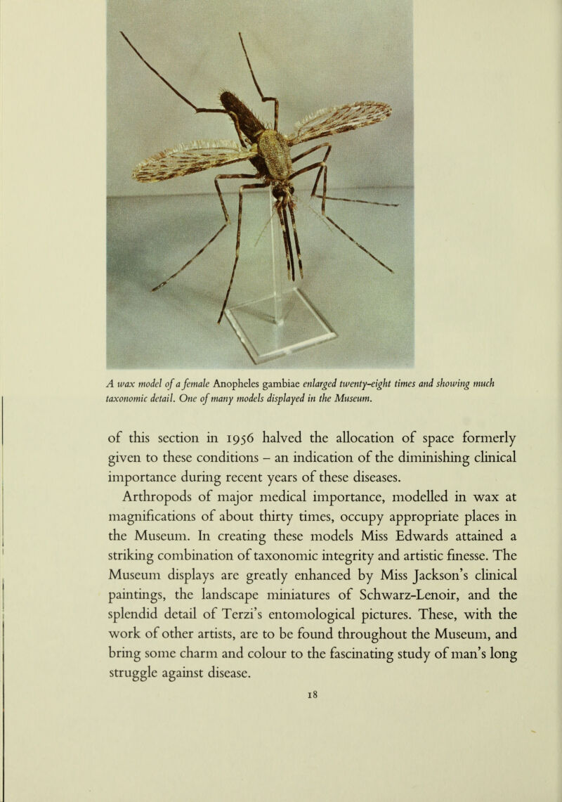 A wax model of a female Anopheles gambiae enlarged twenty-eight times and showing much taxonomic detail. One of many models displayed in the Museum. of this section in 1956 halved the allocation of space formerly given to these conditions - an indication of the diminishing clinical importance during recent years of these diseases. Arthropods of major medical importance, modelled in wax at magnifications of about thirty times, occupy appropriate places in the Museum. In creating these models Miss Edwards attained a striking combination of taxonomic integrity and artistic finesse. The Museum displays are greatly enhanced by Miss Jackson's clinical paintings, the landscape miniatures of Schwarz-Lenoir, and the splendid detail of Terzi's entomological pictures. These, with the work of other artists, are to be found throughout the Museum, and bring some charm and colour to the fascinating study of man's long struggle against disease.