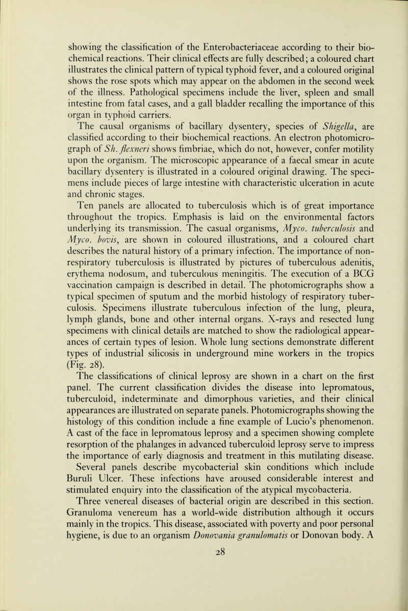 showing the classification of the Enterobacteriaceae according to their bio- chemical reactions. Their clinical effects are fully described; a coloured chart illustrates the clinical pattern of typical typhoid fever, and a coloured original shows the rose spots which may appear on the abdomen in the second week of the illness. Pathological specimens include the liver, spleen and small intestine from fatal cases, and a gall bladder recalling the importance of this organ in typhoid carriers. The causal organisms of bacillary dysentery, species of Shigella, are classified according to their biochemical reactions. An electron photomicro- graph of Sh.flexneri shows fimbriae, which do not, however, confer motility upon the organism. The microscopic appearance of a faecal smear in acute bacillary dysentery is illustrated in a coloured original drawing. The speci- mens include pieces of large intestine with characteristic ulceration in acute and chronic stages. Ten panels are allocated to tuberculosis which is of great importance throughout the tropics. Emphasis is laid on the environmental factors underlying its transmission. The casual organisms, Myco. tuberculosis and Myco. bovis, are shown in coloured illustrations, and a coloured chart describes the natural history of a primary infection. The importance of non- respiratory tuberculosis is illustrated by pictures of tuberculous adenitis, erythema nodosum, and tuberculous meningitis. The execution of a BCG vaccination campaign is described in detail. The photomicrographs show a typical specimen of sputum and the morbid histology of respiratory tuber- culosis. Specimens illustrate tuberculous infection of the lung, pleura, lymph glands, bone and other internal organs. X-rays and resected lung specimens with clinical details are matched to show the radiological appear- ances of certain types of lesion. Whole lung sections demonstrate different types of industrial silicosis in underground mine workers in the tropics (Fig. 28). The classifications of clinical leprosy are shown in a chart on the first panel. The current classification divides the disease into lepromatous, tuberculoid, indeterminate and dimorphous varieties, and their clinical appearances are illustrated on separate panels. Photomicrographs showing the histology of this condition include a fine example of Lucio's phenomenon. A cast of the face in lepromatous leprosy and a specimen showing complete resorption of the phalanges in advanced tuberculoid leprosy serve to impress the importance of early diagnosis and treatment in this mutilating disease. Several panels describe mycobacterial skin conditions which include Buruli Ulcer. These infections have aroused considerable interest and stimulated enquiry into the classification of the atypical mycobacteria. Three venereal diseases of bacterial origin are described in this section. Granuloma venereum has a world-wide distribution although it occurs mainly in the tropics. This disease, associated with poverty and poor personal hygiene, is due to an organism Donovania granulomatis or Donovan body. A