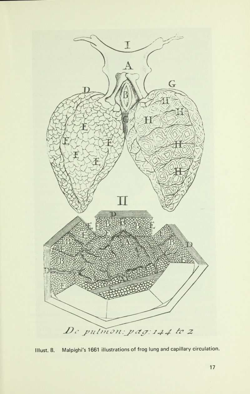 I Must. 8. Malpighi's 1661 illustrations of frog lung and capillary circulation.