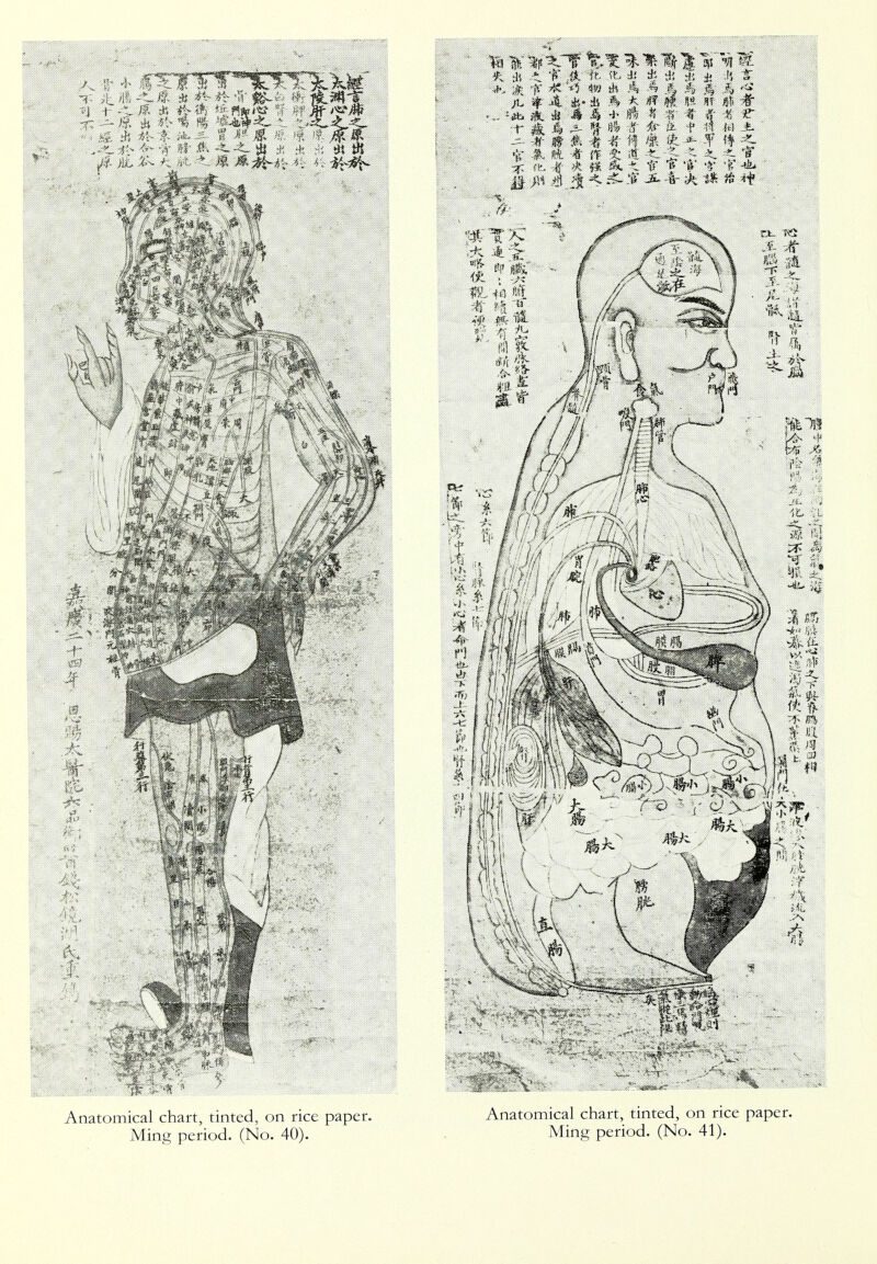Anatomical chart, tinted, on rice paper. Anatomical chart, tinted, on rice paper. Ming period. (No. 40). Ming period. (No. 41).