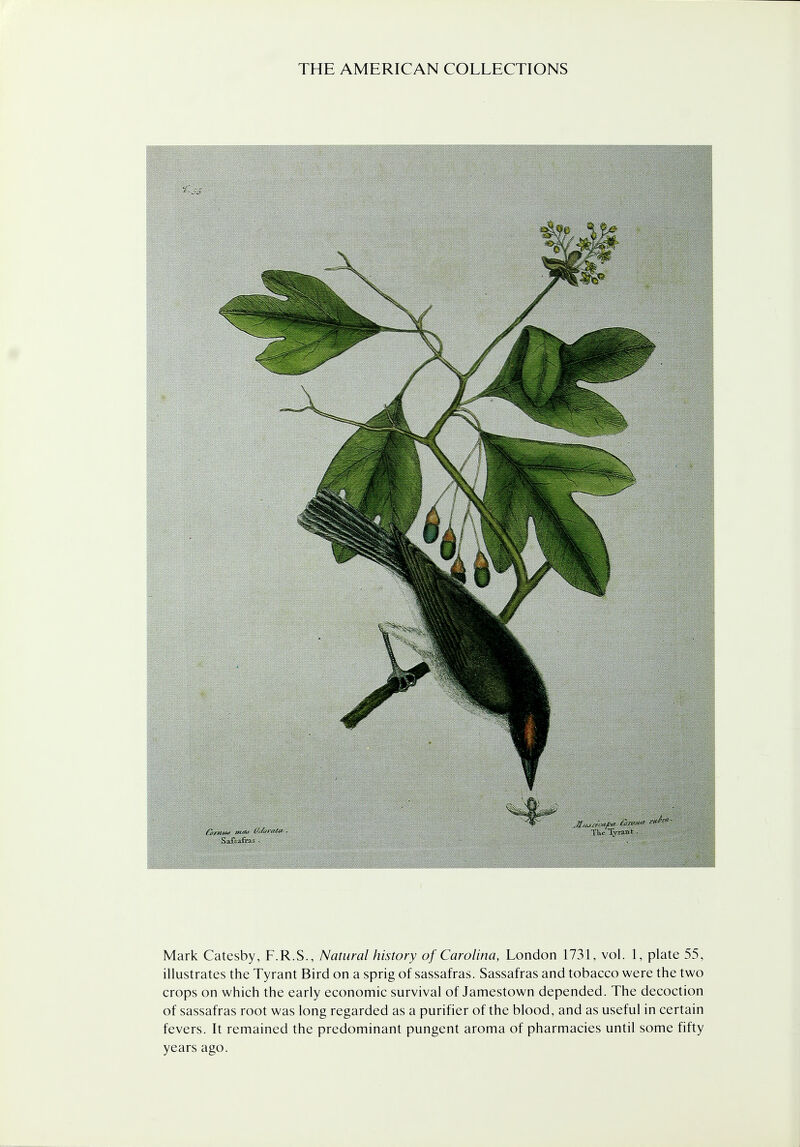 Mark Catesby, F.R.S., Natural history of Carolina, London 1731, vol. 1, plate 55, illustrates the Tyrant Bird on a sprig of sassafras. Sassafras and tobacco were the two crops on which the early economic survival of Jamestown depended. The decoction of sassafras root was long regarded as a purifier of the blood, and as useful in certain fevers. It remained the predominant pungent aroma of pharmacies until some fifty years ago.