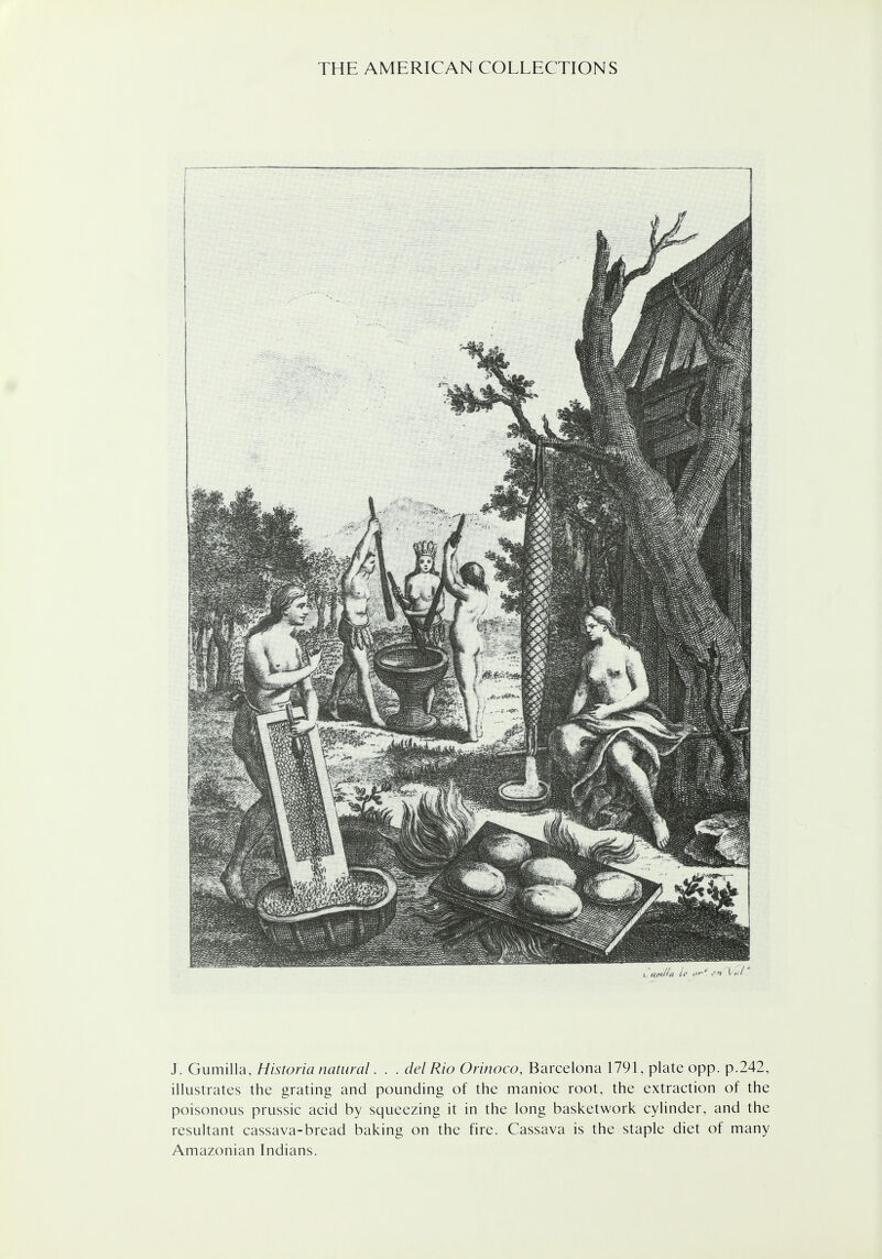 J. Gumilla, Historia natural. . . del Rio Orinoco, Barcelona 1791, plate opp. p.242, illustrates the grating and pounding of the manioc root, the extraction of the poisonous prussic acid by squeezing it in the long basketwork cylinder, and the resultant cassava-bread baking on the fire. Cassava is the staple diet of many Amazonian Indians.