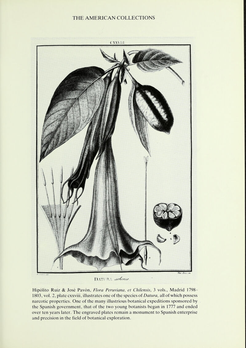 exxvsii Datura ,//*/<>/></ Hipolito Ruiz & Jose Pavon, Flora Peruviana, et Chilensis, 3 vols., Madrid 1798- 1803, vol. 2, plate cxxviii, illustrates one of the species of Datura, all of which possess narcotic properties. One of the many illustrious botanical expeditions sponsored by the Spanish government, that of the two young botanists began in 1777 and ended over ten years later. The engraved plates remain a monument to Spanish enterprise and precision in the field of botanical exploration.