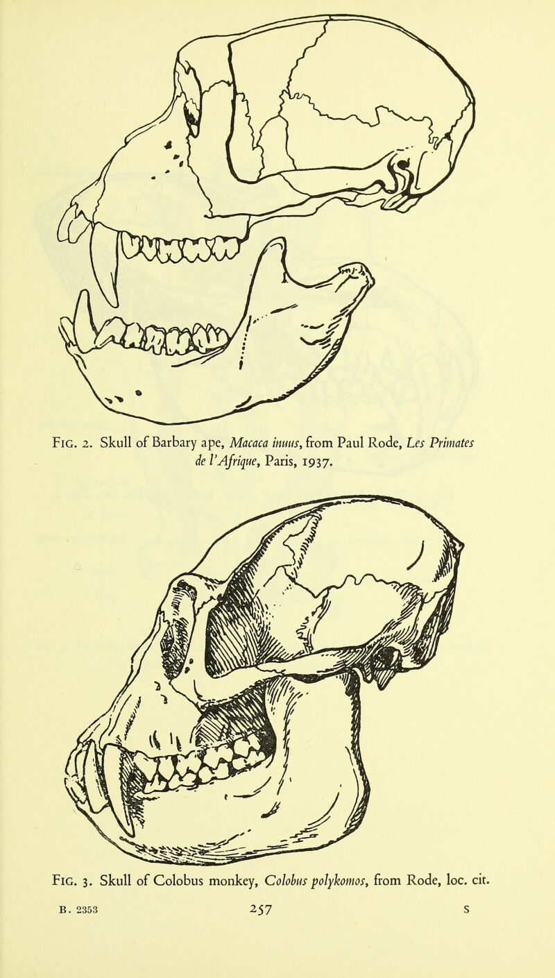 Fig. 2. Skull of Barbary ape, Macaca imus, from Paul Rode, Les Primates de I'Ajrique, Paris, 1937.