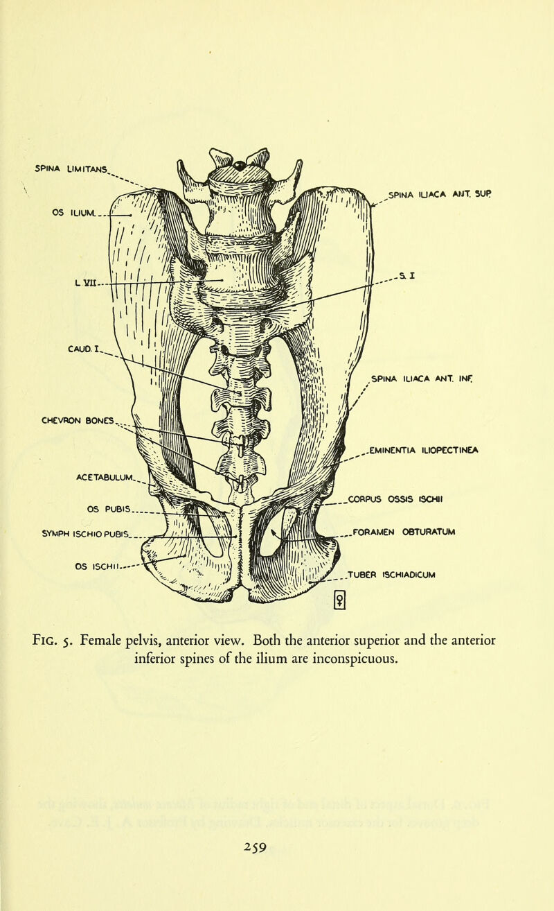 Fig. 5. Female pelvis, anterior view. Both the anterior superior and the anterior inferior spines of the ilium are inconspicuous.
