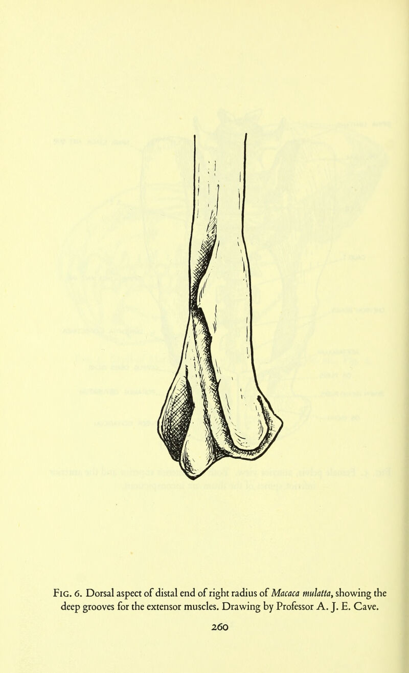 Fig. 6. Dorsal aspect of distal end of right radius of Macaca mulatta^ showing the deep grooves for the extensor muscles. Drawing by Professor A. J. E. Cave.
