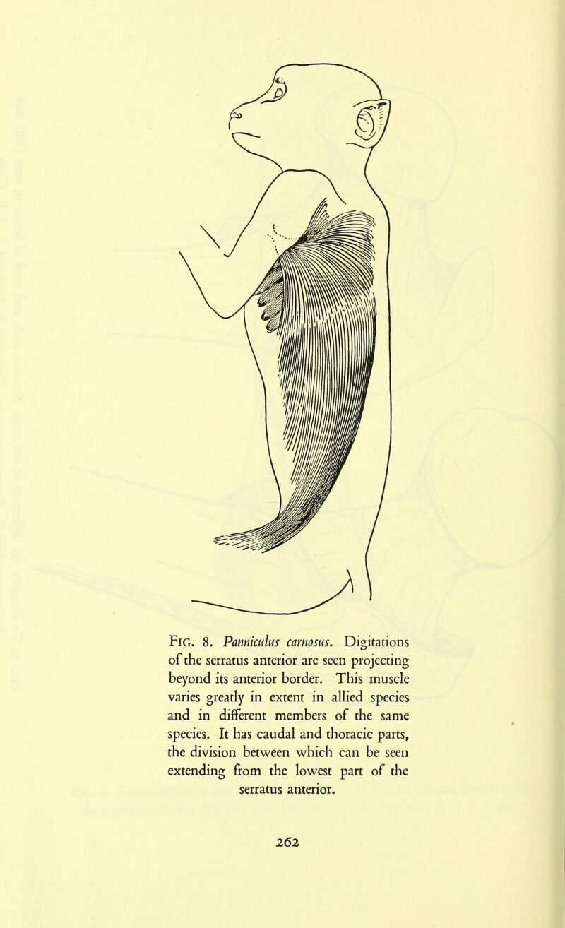 Fig. 8. Panniculus carnosus. Digitations of the serratus anterior are seen projecting beyond its anterior border. This muscle varies greatly in extent in allied species and in different members of the same species. It has caudal and thoracic parts, the division betw^een which can be seen extending from the lowest part of the serratus anterior.