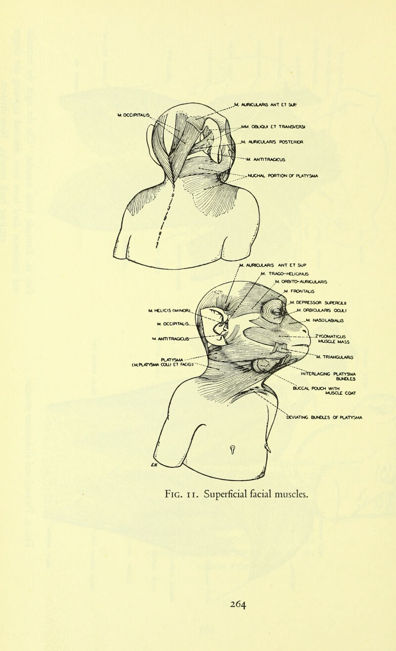 Fig. II. Superficial facial muscles.
