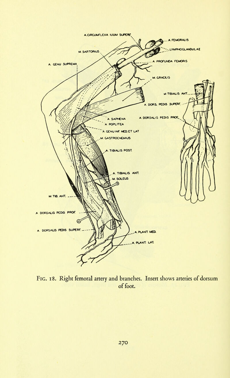 A.ORCUMFLEXA IL«JM SUPEW Fig. i8. Right femoral artery and branches. Insert shows arteries of dorsum of foot.