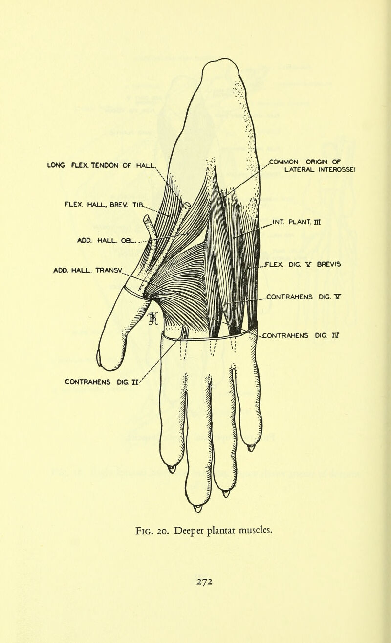 Fig. 20. Deeper plantar muscles.