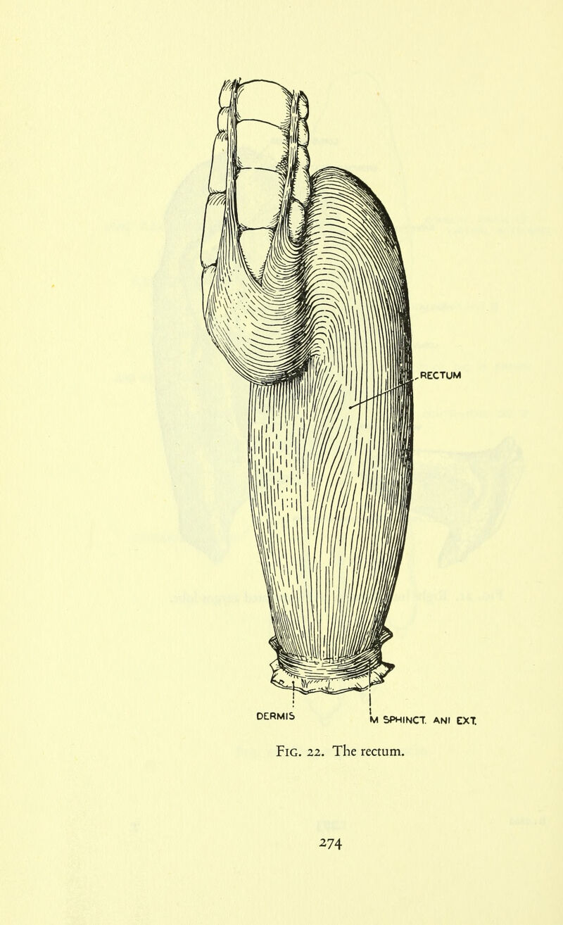 ^^^'^'^ M SPHINCT. ANI EXT. Fig. 22. The rectum.