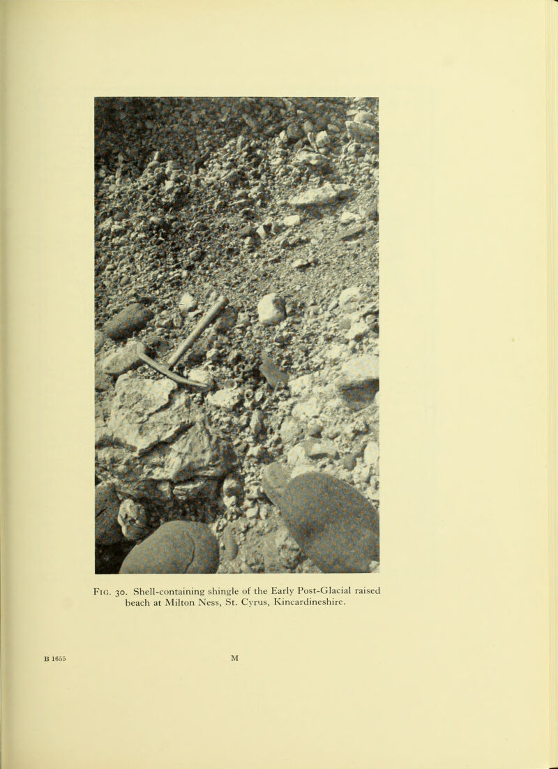 Fig. 30. Shell-containing shingle of the Early Post-Glacial raised beach at Milton Ness, St. Cyrus, Kincardineshire.