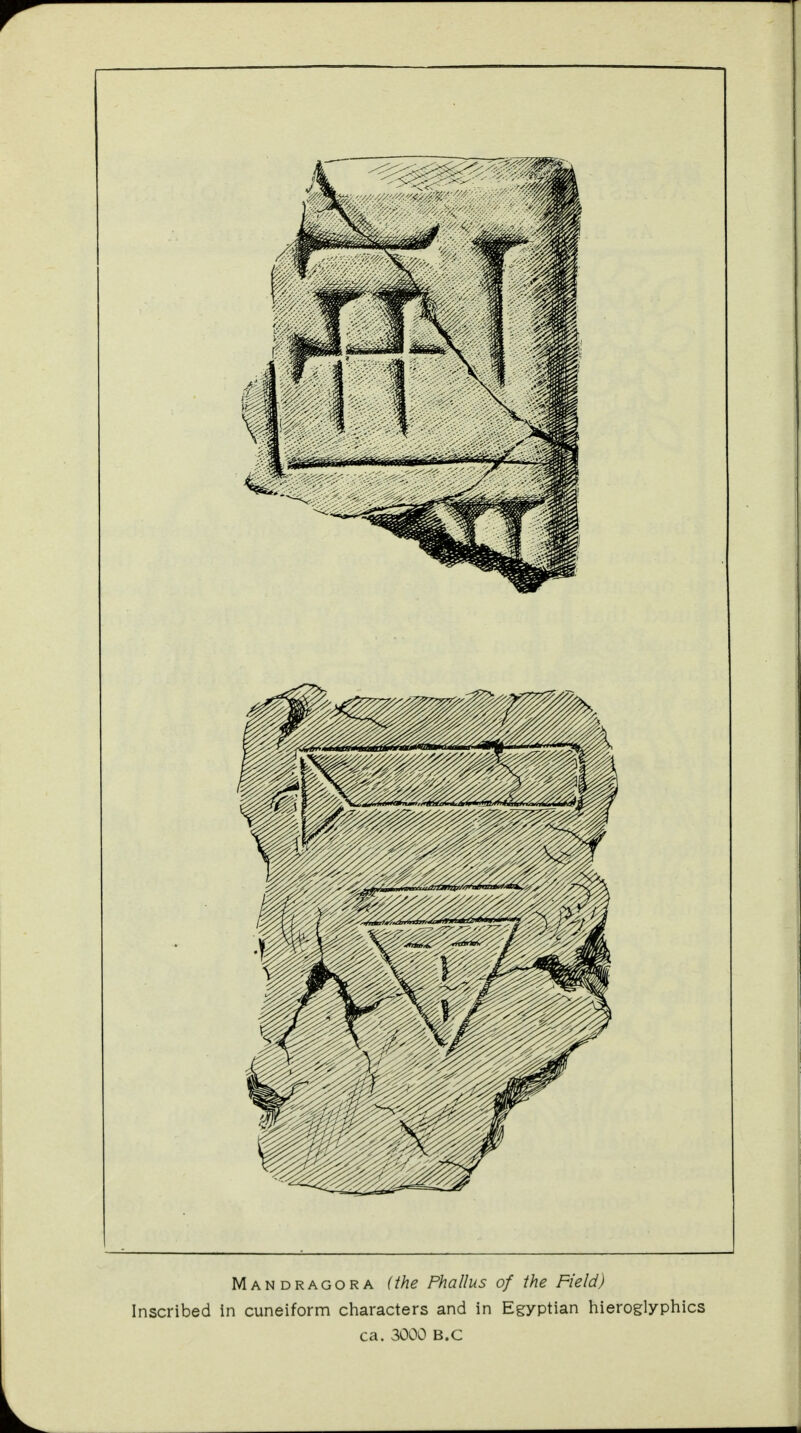 Mandragora (the Phallus of the Field) Inscribed in cuneiform characters and in Egyptian hieroglyphics ca. 3000 B.C