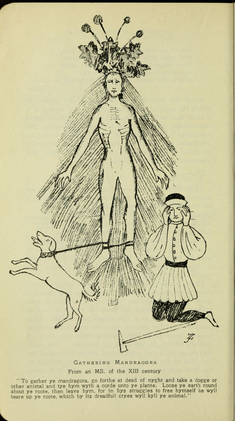 From an MS. of the XIII century To gather ye mandragora, go forthe at dead of nyght and take a dogge or other animal and tye hym wyth a corde unto ye plante. Loose ye earth round about ye roote, then leave hym, for in hys struggles to free hymself he wyll teare up ye roote, which by its dreadfull cryes wyll kyll ye animal.