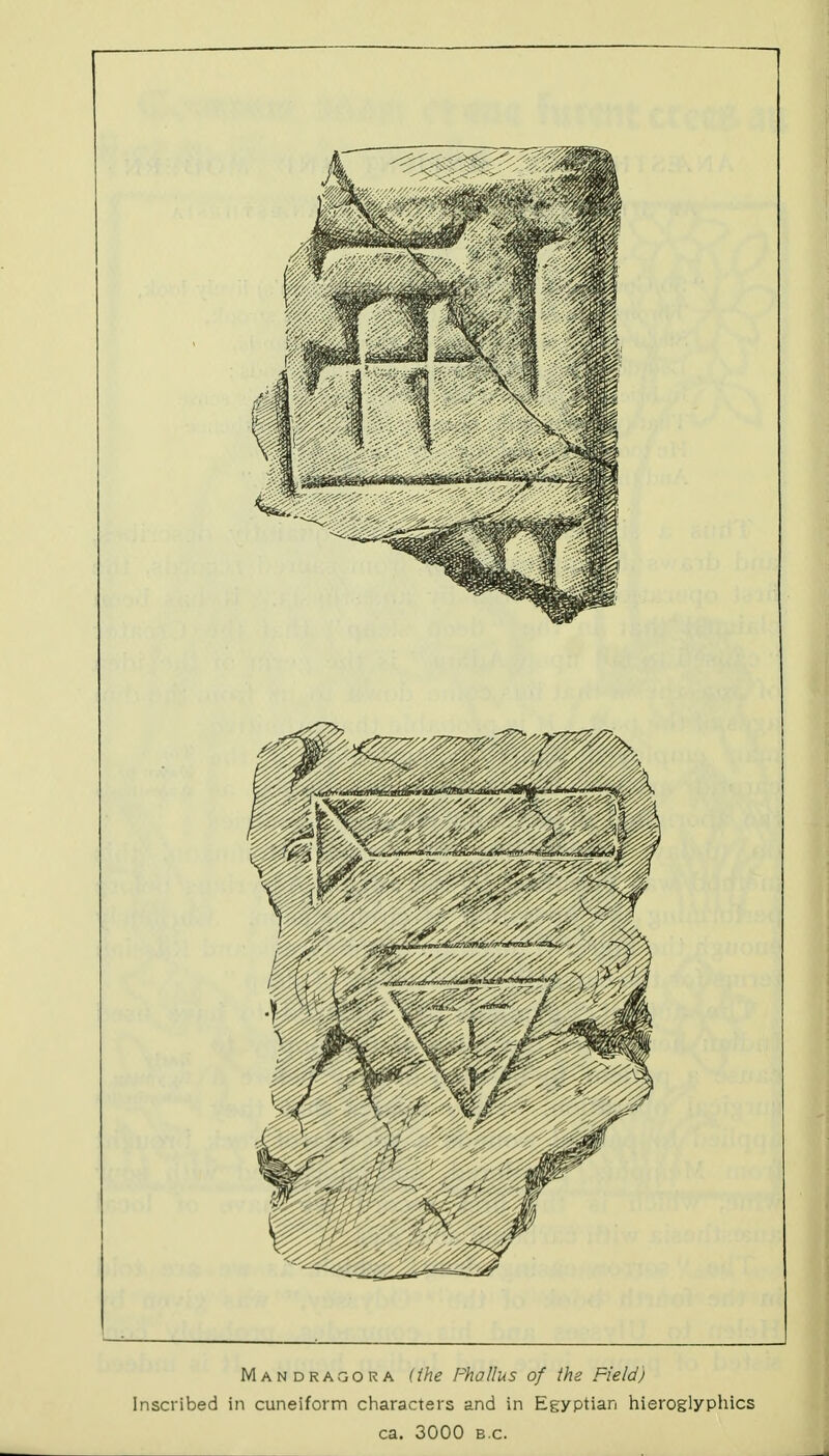 . I Mandragora (the Phallus of ihe Field) Inscribed In cuneiform characters and in Egyptian hieroglyphics ca. 3000 B.C.