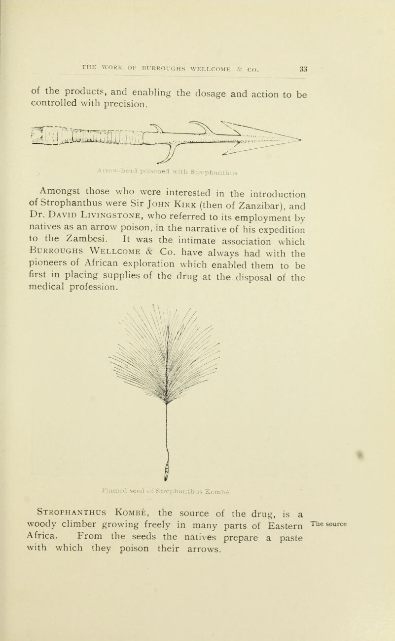 of the products, and enabling the dosage and action to be controlled with precision. Arrow-head poisoned with Strophantus Amongst those who were interested in the introduction of Strophantus were Sir John Kirk (then of Zanzibar), and Dr. David Livingstone, who referred to its employment by natives as an arrow poison, in the narrative of his expedition to the Zambesi. It was the intimate association which Burroughs Wellcome & Co. have always had with the pioneers of African exploration which enabled them to be first in placing supplies of the drug at the disposal of the medical profession. Plumed seed of Strophauthus Kombe Strophanthus Kombe, the source of the drug, is a woody climber growing freely in many parts of Eastern The Africa. From the seeds the natives prepare a paste with which they poison their arrows.