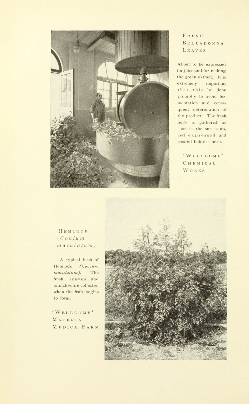 Fresh Belladonna Leaves About to be expressed for juice and for making the green extract. It is extremely important that this be done promptly to avoid fer- mentation and conse- quent deterioration of the product. The fresh herb is gathered as soon as the sun is up, and expressed and treated before sunset. 'Wellcome' Chemical Works Hemlock ( C o nium ma cnI atu m ) A typical bush of Hemlock (Co?iinm maciilatum). The fresh leaves and branches are collected when the fruit begins to form. 'Wellcome' Materia Medica Farm